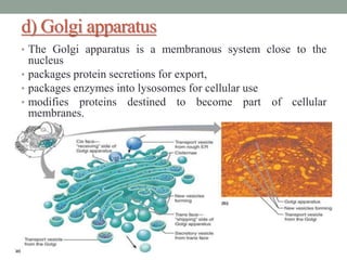 d) Golgi apparatus
• The Golgi apparatus is a membranous system close to the
nucleus
• packages protein secretions for export,
• packages enzymes into lysosomes for cellular use
• modifies proteins destined to become part of cellular
membranes.
 