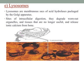 e) Lysosomes
• Lysosomes are membranous sacs of acid hydrolases packaged
by the Golgi apparatus.
• Sites of intracellular digestion, they degrade worn-out
organelles, and tissues that are no longer useful, and release
ionic calcium from bone.
 
