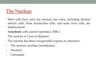 The Nucleus
• Most cells have only one nucleus, but some, including skeletal
muscle cells, bone destruction cells, and some liver cells, are
multinucleate
• Anucleate cells cannot reproduce. RBCs
• The nucleus is 5 µm in diameter
• The nucleus has three recognizable regions or structures:
1. The nuclear envelope (membrane),
2. Nucleoli,
3. Chromatin
 