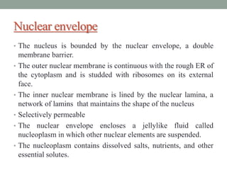 Nuclear envelope
• The nucleus is bounded by the nuclear envelope, a double
membrane barrier.
• The outer nuclear membrane is continuous with the rough ER of
the cytoplasm and is studded with ribosomes on its external
face.
• The inner nuclear membrane is lined by the nuclear lamina, a
network of lamins that maintains the shape of the nucleus
• Selectively permeable
• The nuclear envelope encloses a jellylike fluid called
nucleoplasm in which other nuclear elements are suspended.
• The nucleoplasm contains dissolved salts, nutrients, and other
essential solutes.
 