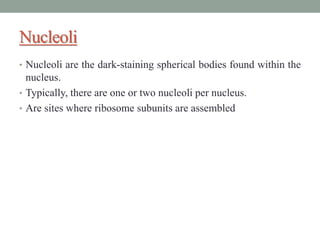 Nucleoli
• Nucleoli are the dark-staining spherical bodies found within the
nucleus.
• Typically, there are one or two nucleoli per nucleus.
• Are sites where ribosome subunits are assembled
 