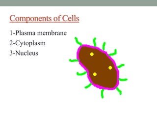 Components of Cells
1-Plasma membrane
2-Cytoplasm
3-Nucleus
 