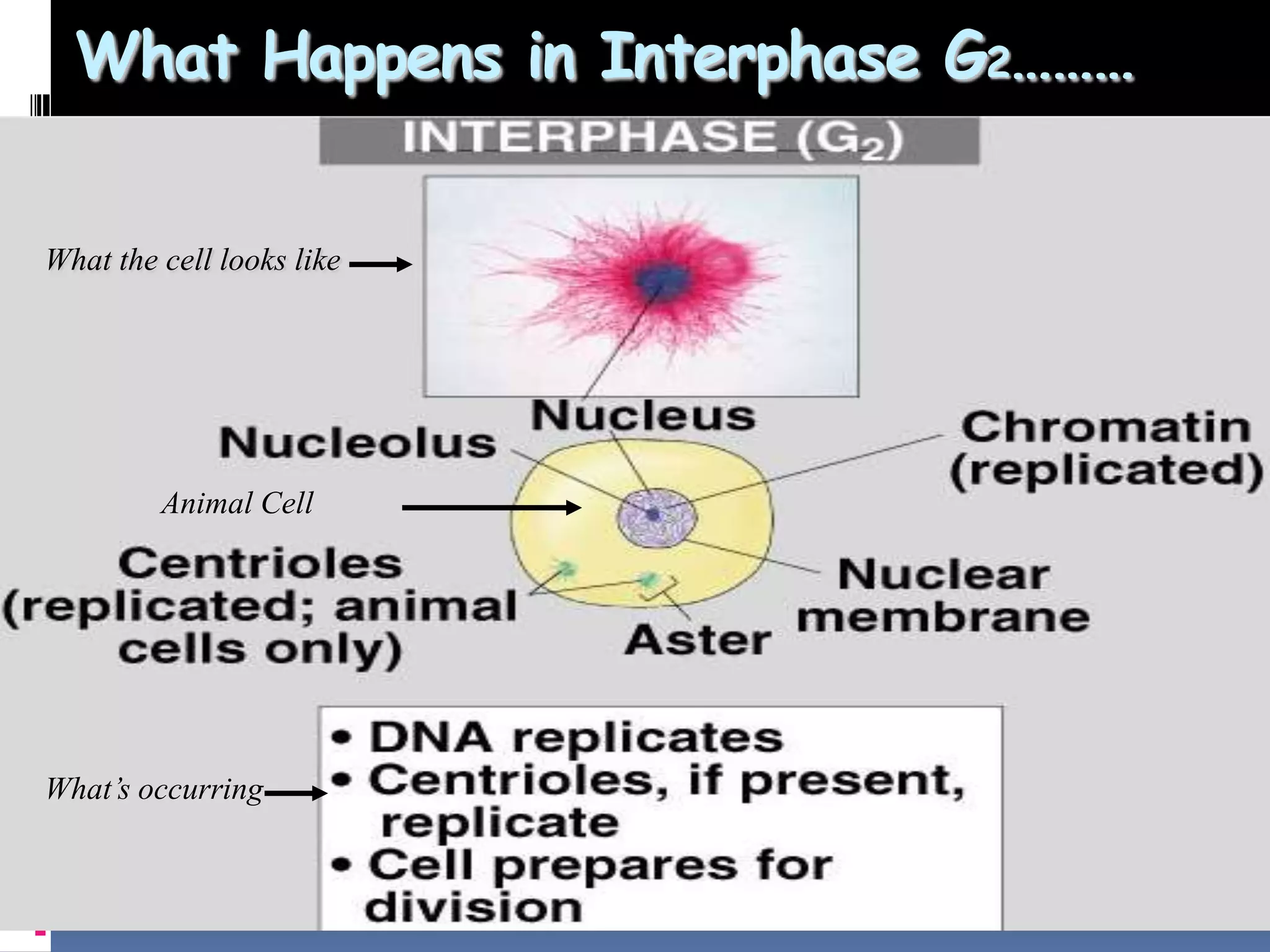 What Happens in Interphase G2………
11
What the cell looks like
Animal Cell
What’s occurring
 