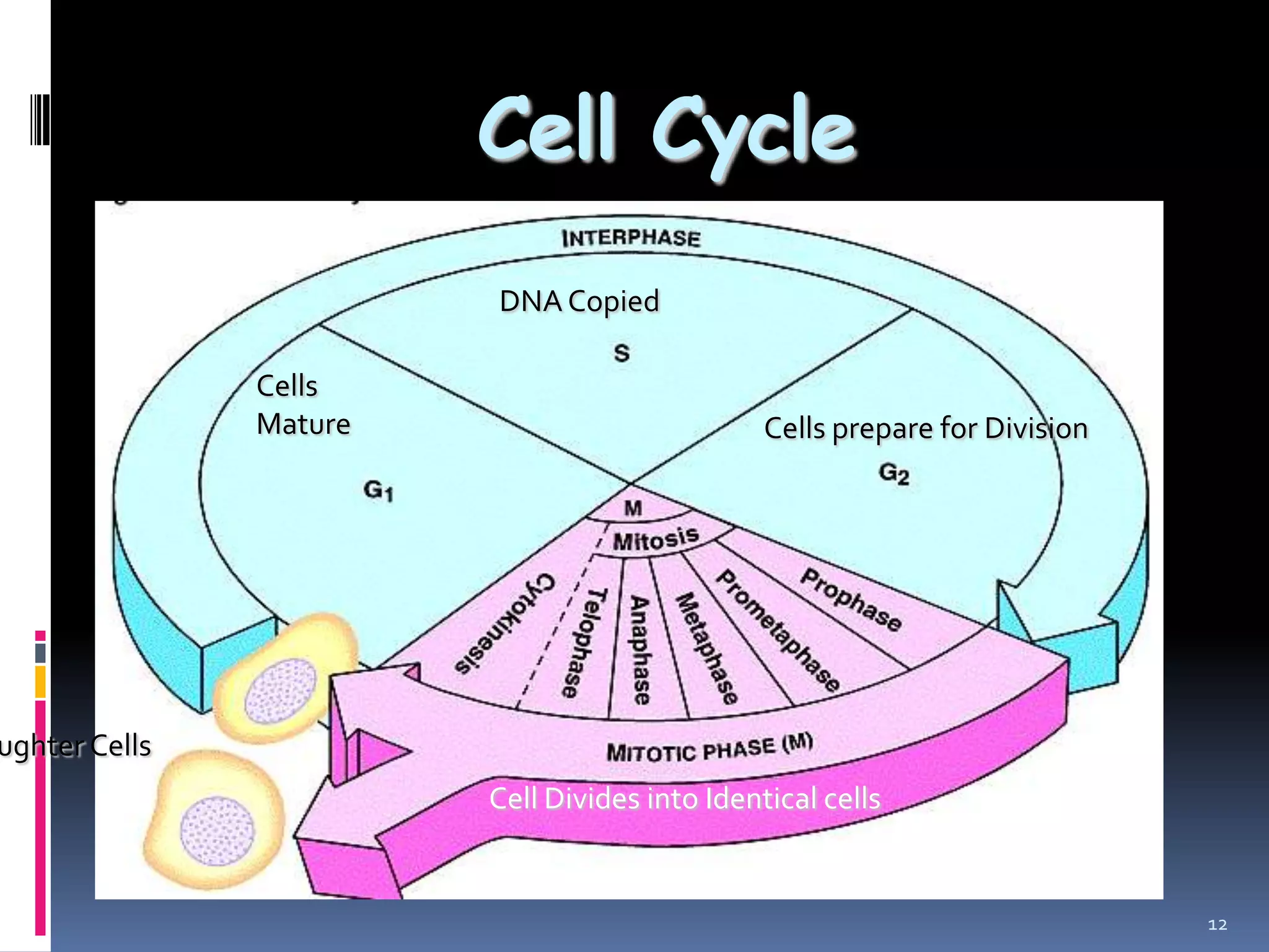 Cell Cycle
12
ughter Cells
DNA Copied
Cells
Mature Cells prepare for Division
Cell Divides into Identical cells
 