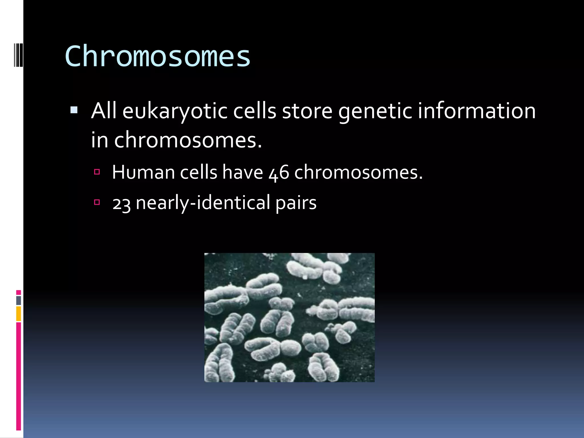 Chromosomes
 All eukaryotic cells store genetic information
in chromosomes.
 Human cells have 46 chromosomes.
 23 nearly-identical pairs
 