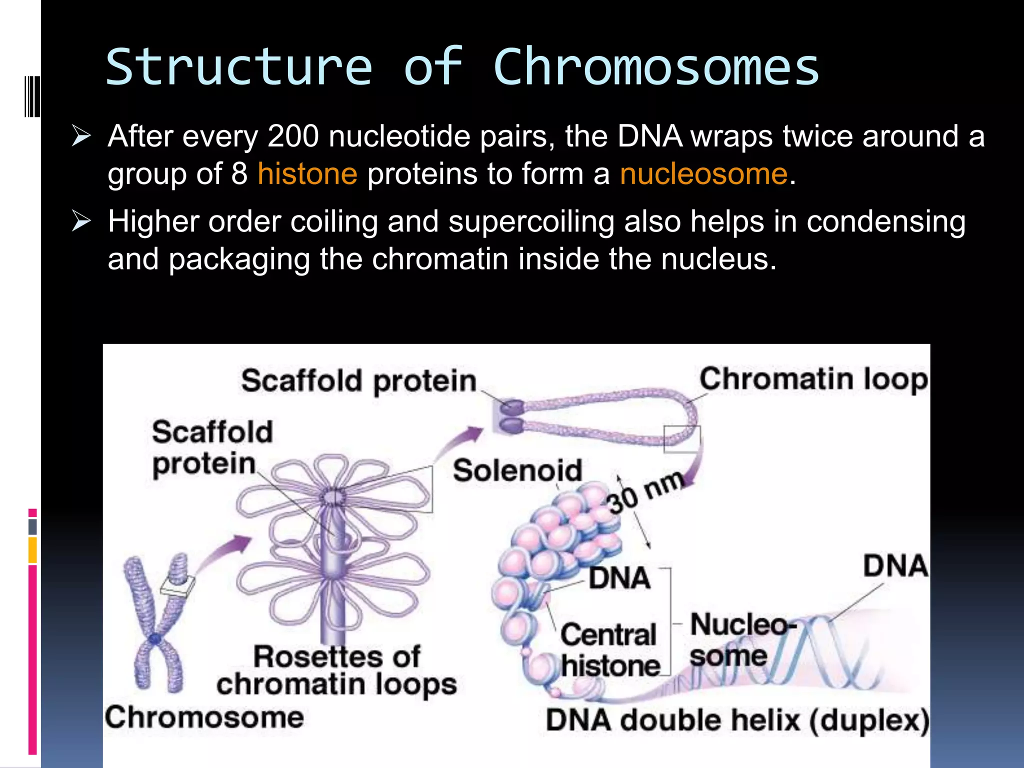  After every 200 nucleotide pairs, the DNA wraps twice around a
group of 8 histone proteins to form a nucleosome.
 Higher order coiling and supercoiling also helps in condensing
and packaging the chromatin inside the nucleus.
Structure of Chromosomes
 