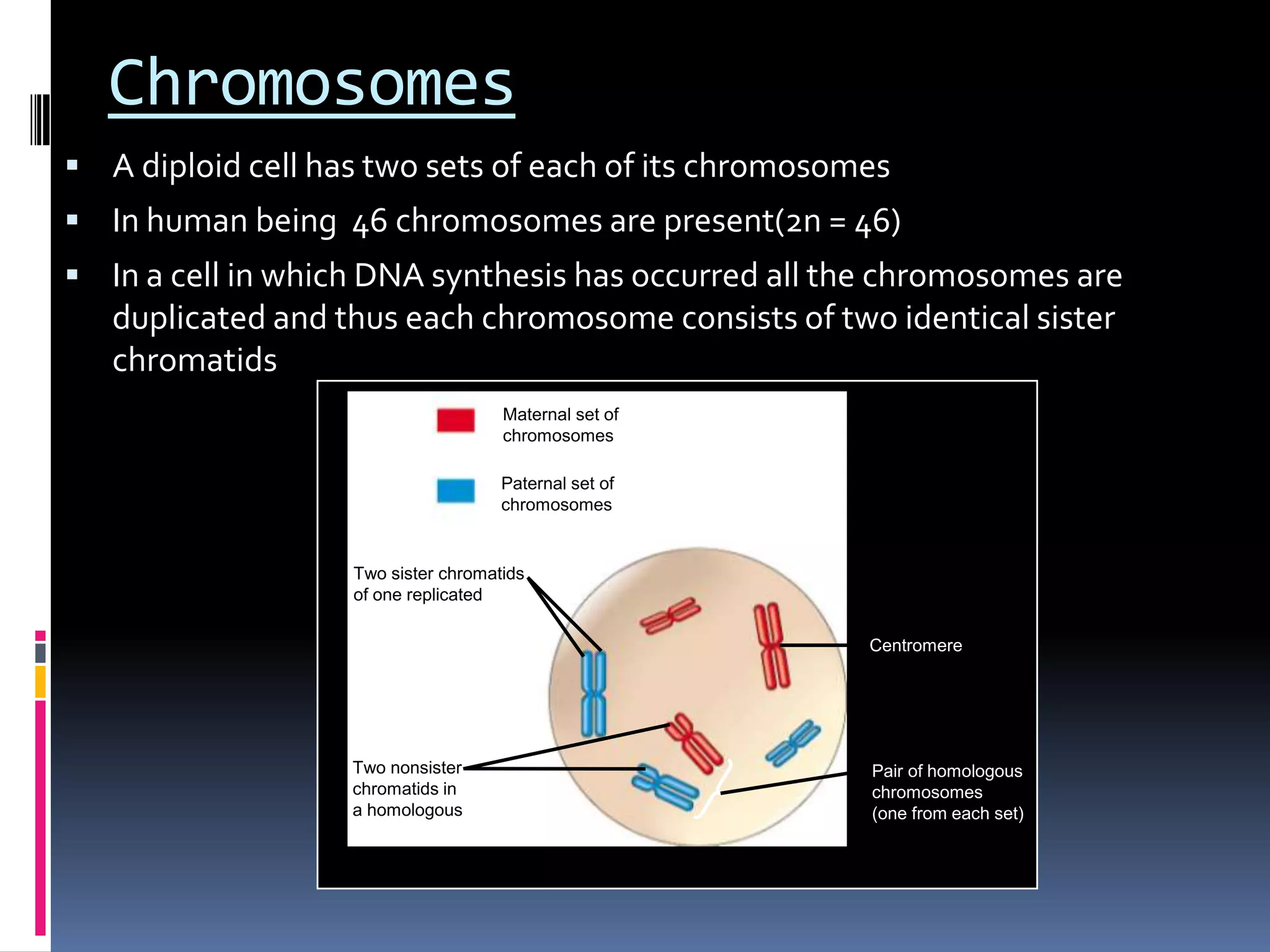Chromosomes
 A diploid cell has two sets of each of its chromosomes
 In human being 46 chromosomes are present(2n = 46)
 In a cell in which DNA synthesis has occurred all the chromosomes are
duplicated and thus each chromosome consists of two identical sister
chromatids
Maternal set of
chromosomes
Paternal set of
chromosomes
2n = 6
Two sister chromatids
of one replicated
chromosome
Two nonsister
chromatids in
a homologous pair
Pair of homologous
chromosomes
(one from each set)
Centromere
 