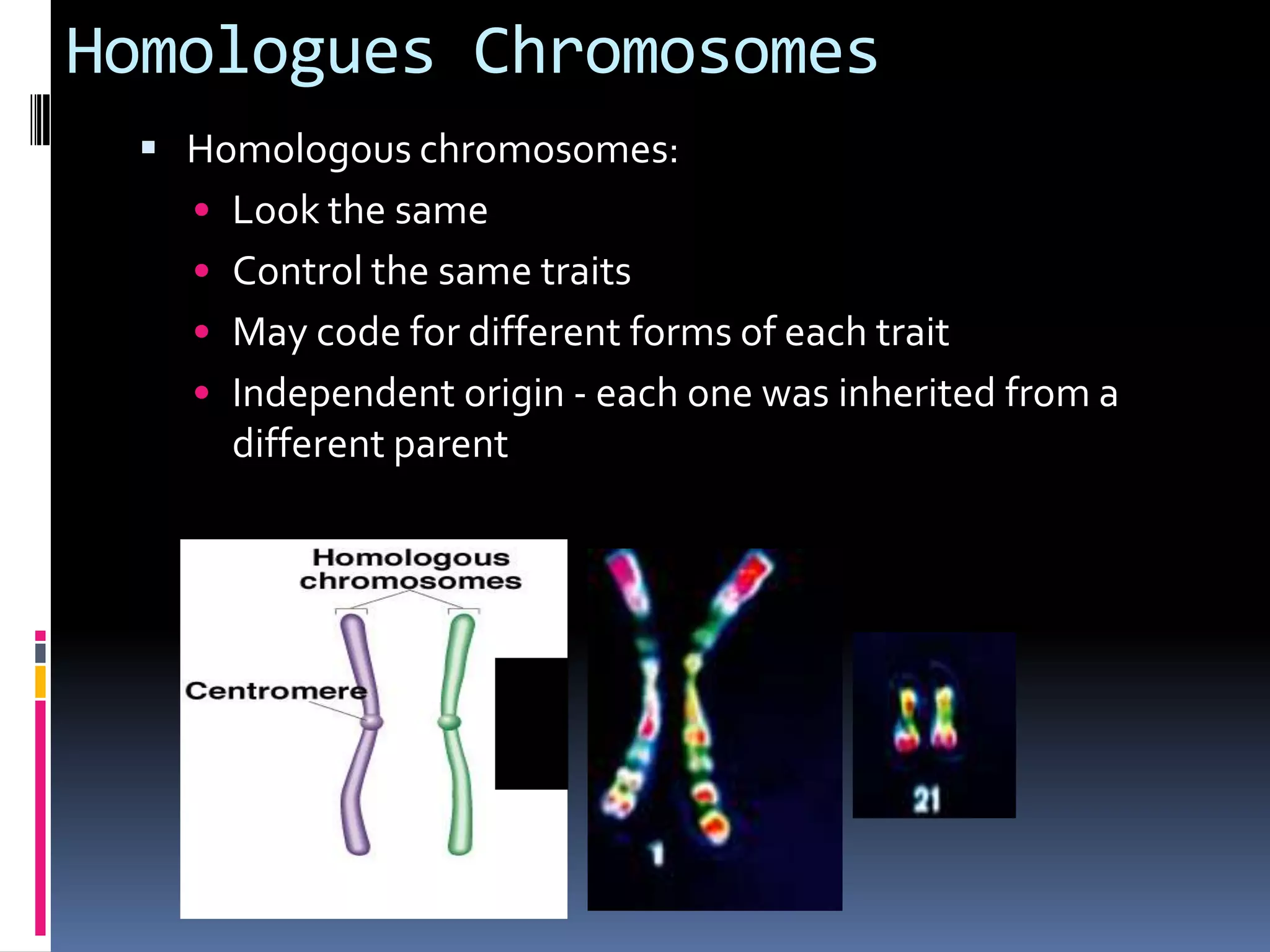 Homologues Chromosomes
 Homologous chromosomes:
• Look the same
• Control the same traits
• May code for different forms of each trait
• Independent origin - each one was inherited from a
different parent
 