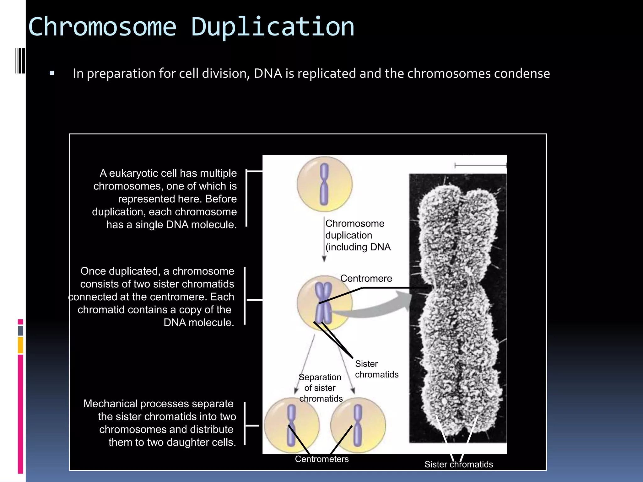 Chromosome Duplication
0.5 µm
Chromosome
duplication
(including DNA
synthesis)
Centromere
Separation
of sister
chromatids
Sister
chromatids
Centrometers
Sister chromatids
A eukaryotic cell has multiple
chromosomes, one of which is
represented here. Before
duplication, each chromosome
has a single DNA molecule.
Once duplicated, a chromosome
consists of two sister chromatids
connected at the centromere. Each
chromatid contains a copy of the
DNA molecule.
Mechanical processes separate
the sister chromatids into two
chromosomes and distribute
them to two daughter cells.
 In preparation for cell division, DNA is replicated and the chromosomes condense
 