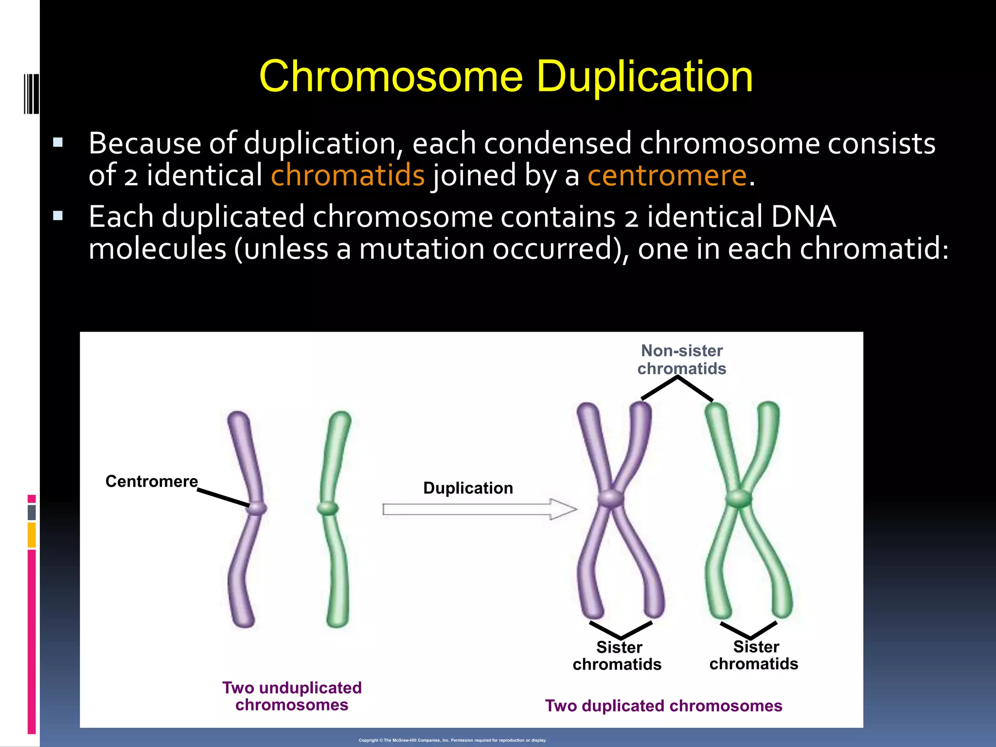  Because of duplication, each condensed chromosome consists
of 2 identical chromatids joined by a centromere.
 Each duplicated chromosome contains 2 identical DNA
molecules (unless a mutation occurred), one in each chromatid:
Chromosome Duplication
Copyright © The McGraw-Hill Companies, Inc. Permission required for reproduction or display.
Two unduplicated
chromosomes
Centromere
Sister
chromatids
Sister
chromatids
Duplication
Non-sister
chromatids
Two duplicated chromosomes
 