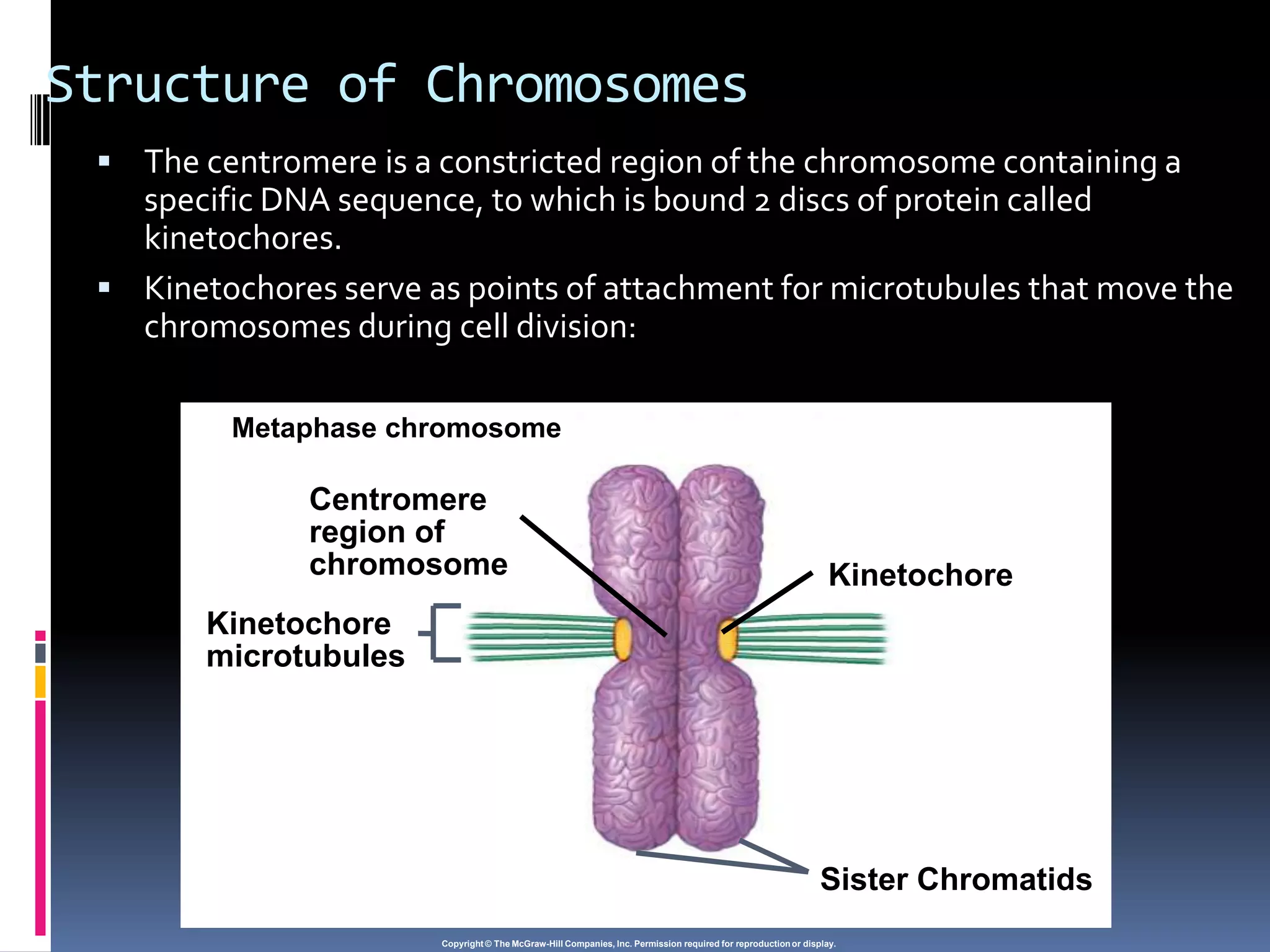 Structure of Chromosomes
 The centromere is a constricted region of the chromosome containing a
specific DNA sequence, to which is bound 2 discs of protein called
kinetochores.
 Kinetochores serve as points of attachment for microtubules that move the
chromosomes during cell division:
Copyright © The McGraw-Hill Companies, Inc. Permission required for reproduction or display.
Metaphase chromosome
Kinetochore
Kinetochore
microtubules
Centromere
region of
chromosome
Sister Chromatids
 