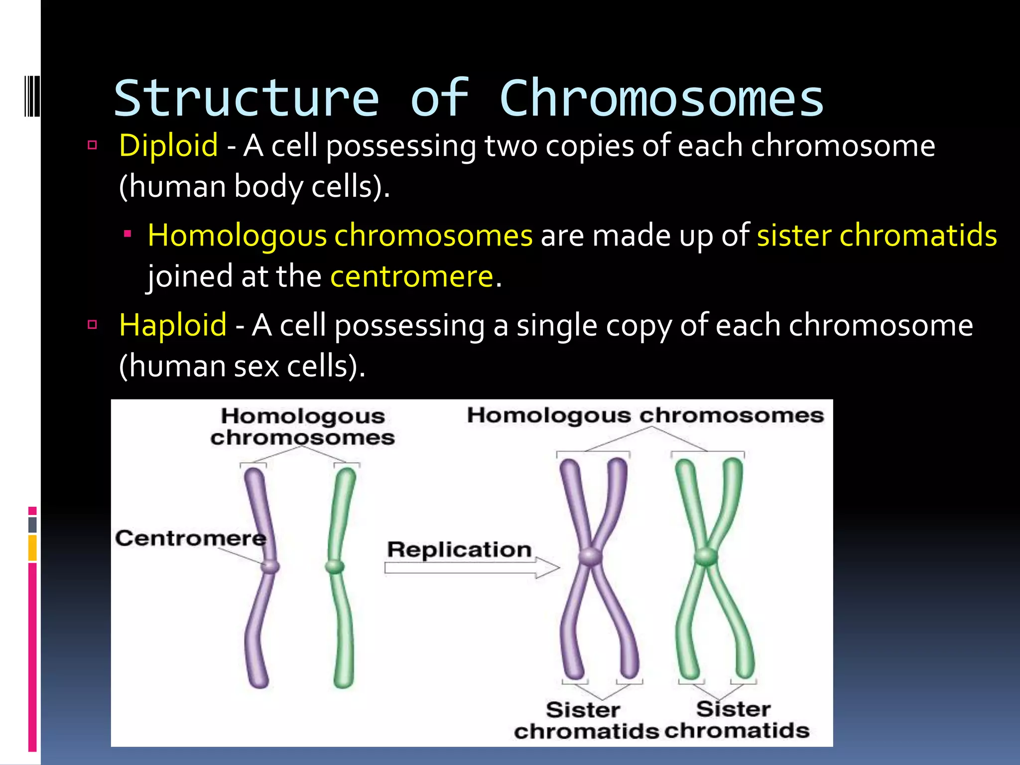 Structure of Chromosomes
 Diploid - A cell possessing two copies of each chromosome
(human body cells).
 Homologous chromosomes are made up of sister chromatids
joined at the centromere.
 Haploid - A cell possessing a single copy of each chromosome
(human sex cells).
 