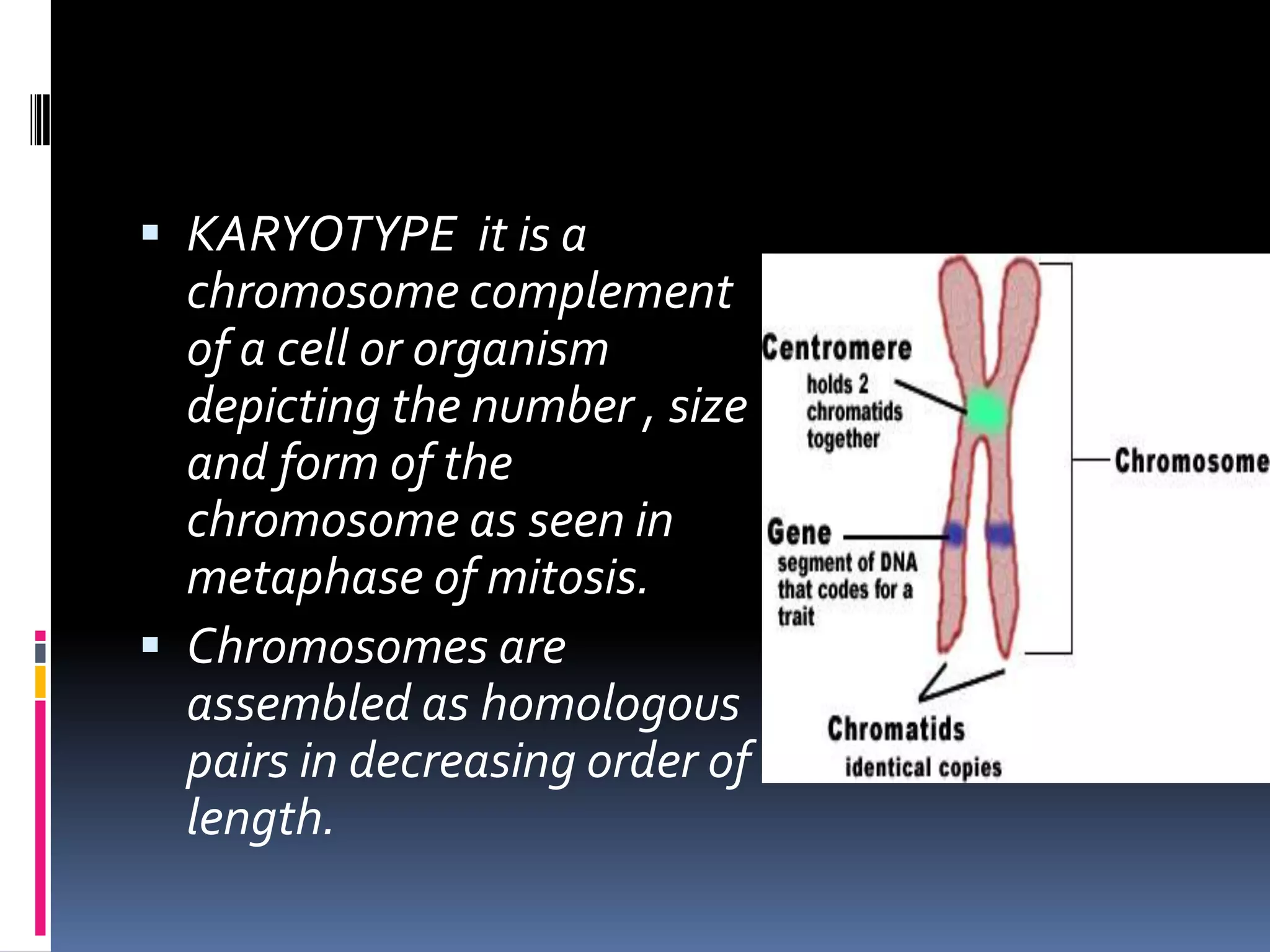  KARYOTYPE it is a
chromosome complement
of a cell or organism
depicting the number , size
and form of the
chromosome as seen in
metaphase of mitosis.
 Chromosomes are
assembled as homologous
pairs in decreasing order of
length.
 