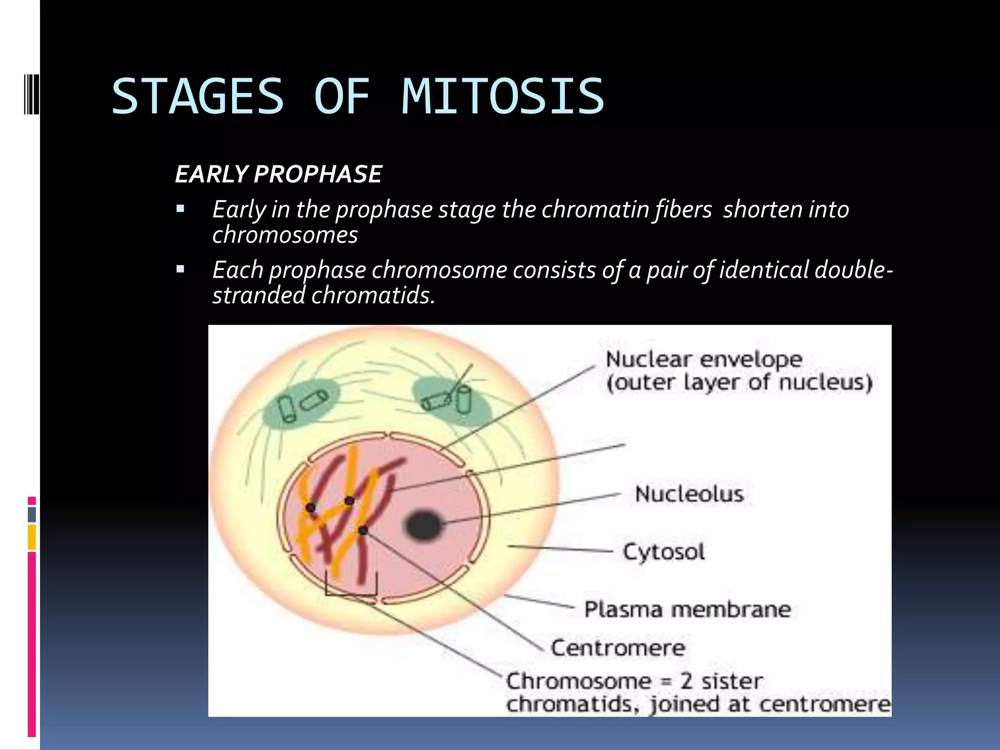 STAGES OF MITOSIS
EARLY PROPHASE
 Early in the prophase stage the chromatin fibers shorten into
chromosomes
 Each prophase chromosome consists of a pair of identical double-
stranded chromatids.
 