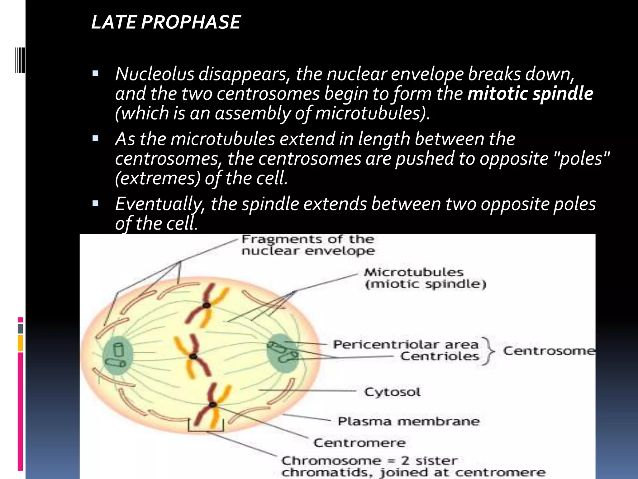 LATE PROPHASE
 Nucleolus disappears, the nuclear envelope breaks down,
and the two centrosomes begin to form the mitotic spindle
(which is an assembly of microtubules).
 As the microtubules extend in length between the
centrosomes, the centrosomes are pushed to opposite "poles"
(extremes) of the cell.
 Eventually, the spindle extends between two opposite poles
of the cell.
 