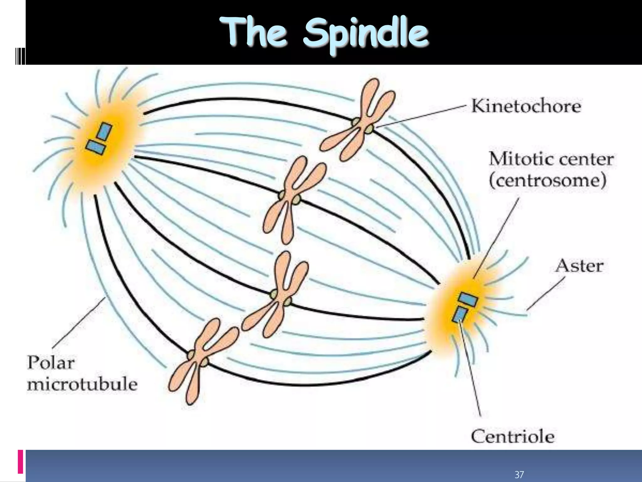 The Spindle
37
 