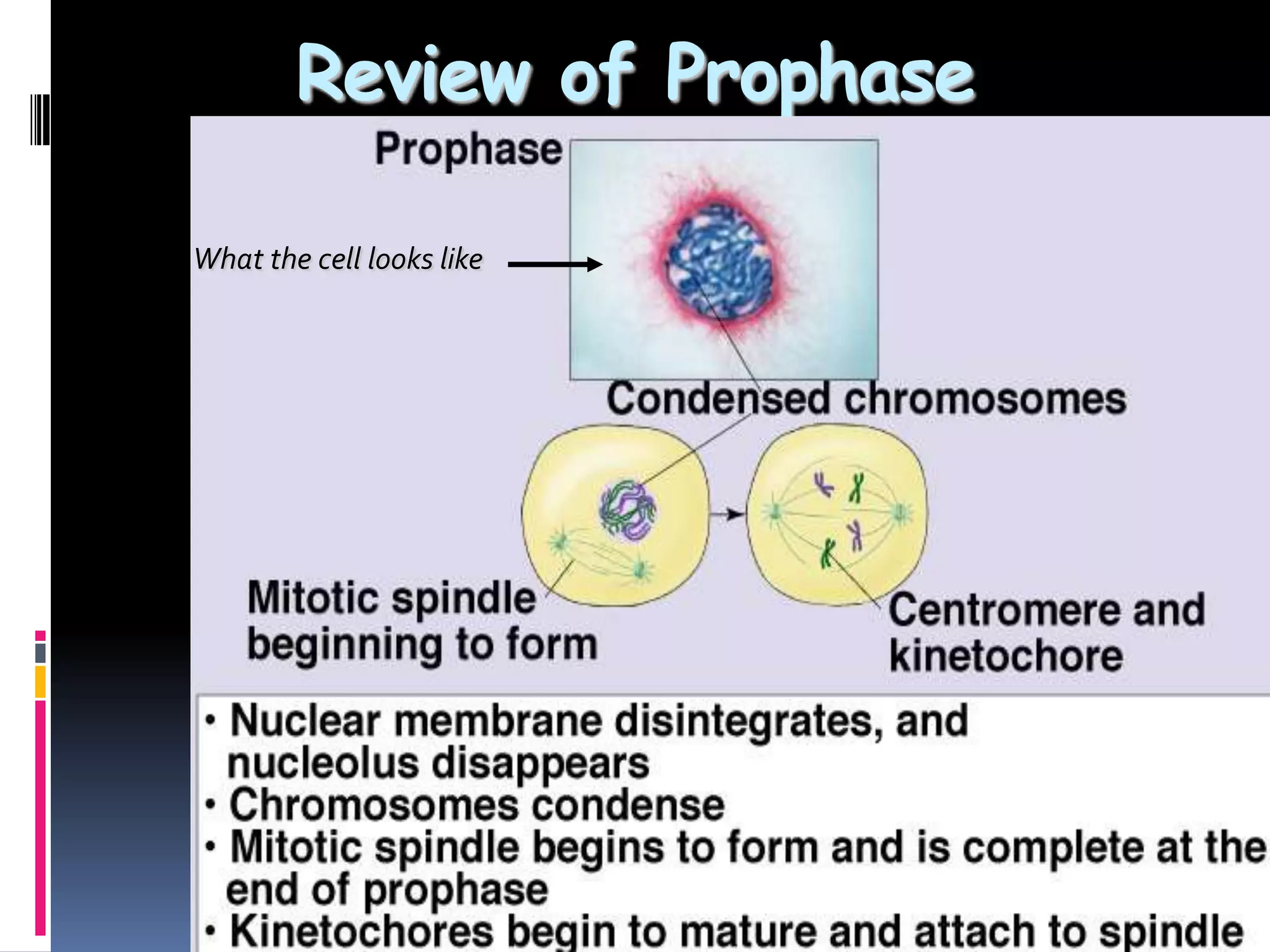 Review of Prophase
38
What the cell looks like
 
