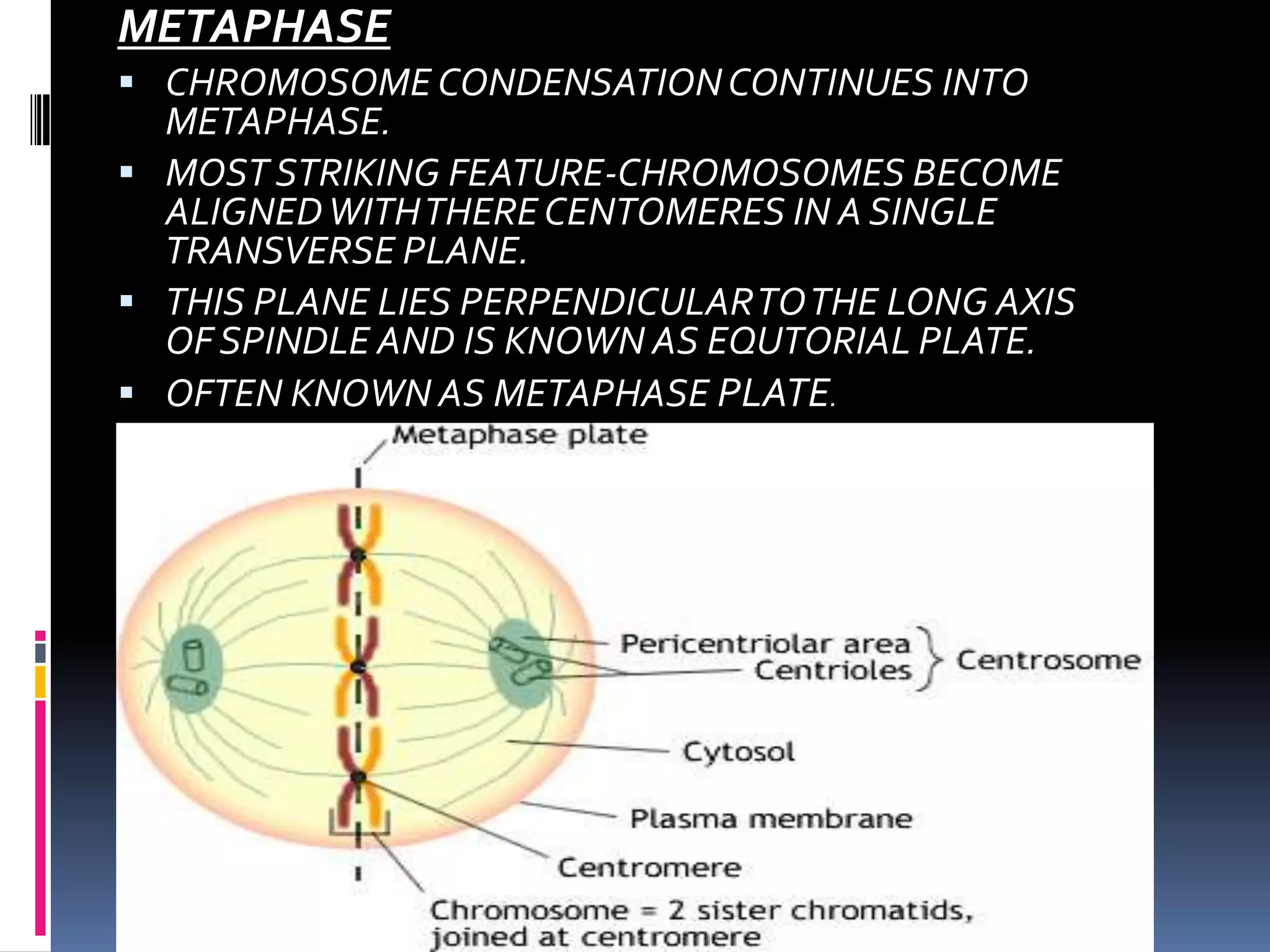 METAPHASE
 CHROMOSOME CONDENSATIONCONTINUES INTO
METAPHASE.
 MOST STRIKING FEATURE-CHROMOSOMES BECOME
ALIGNEDWITHTHERECENTOMERES IN A SINGLE
TRANSVERSE PLANE.
 THIS PLANE LIES PERPENDICULARTOTHE LONG AXIS
OF SPINDLE AND IS KNOWN AS EQUTORIAL PLATE.
 OFTEN KNOWN AS METAPHASE PLATE.
 