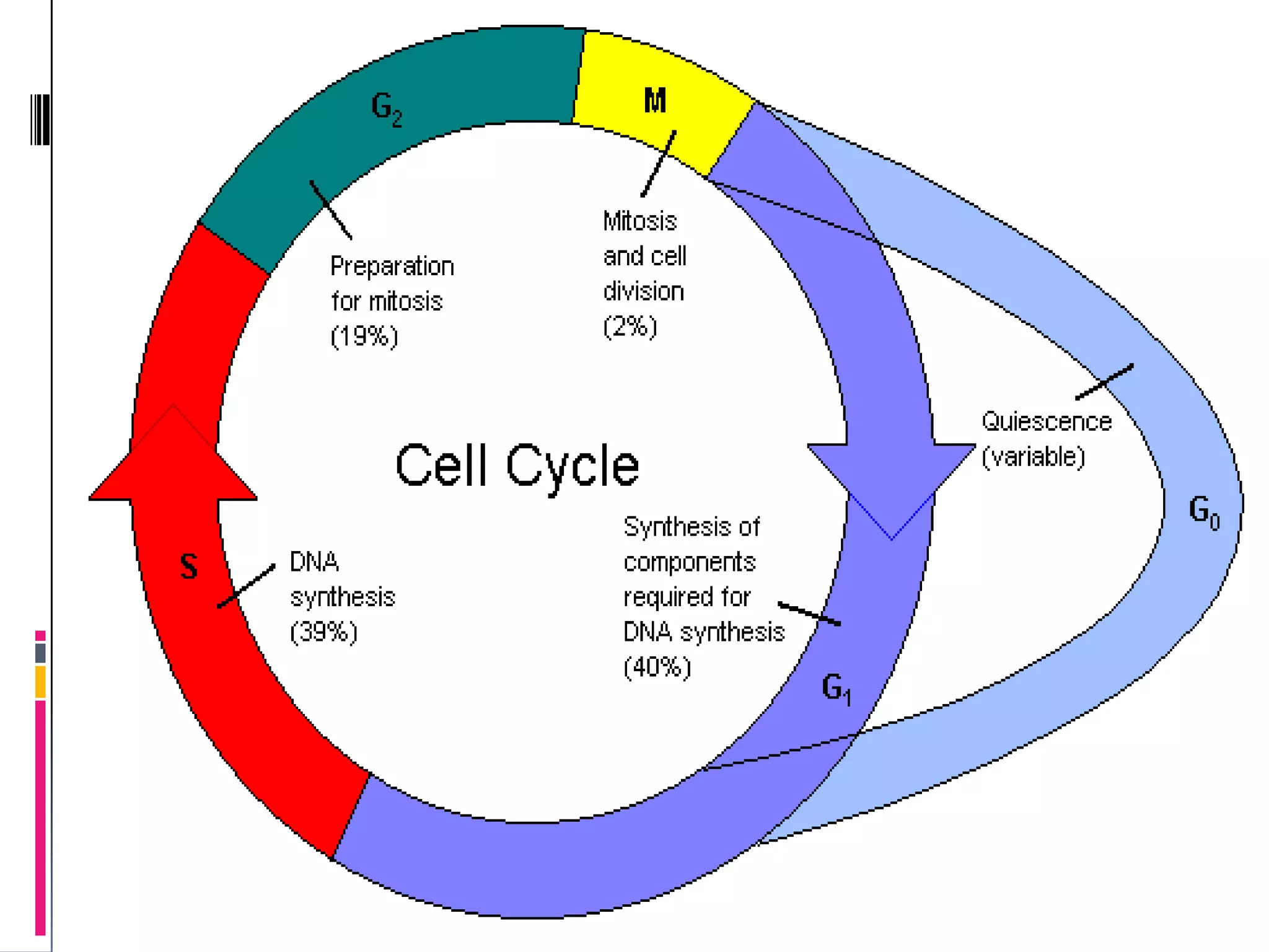 PHASES OF CELL CYCLE
 