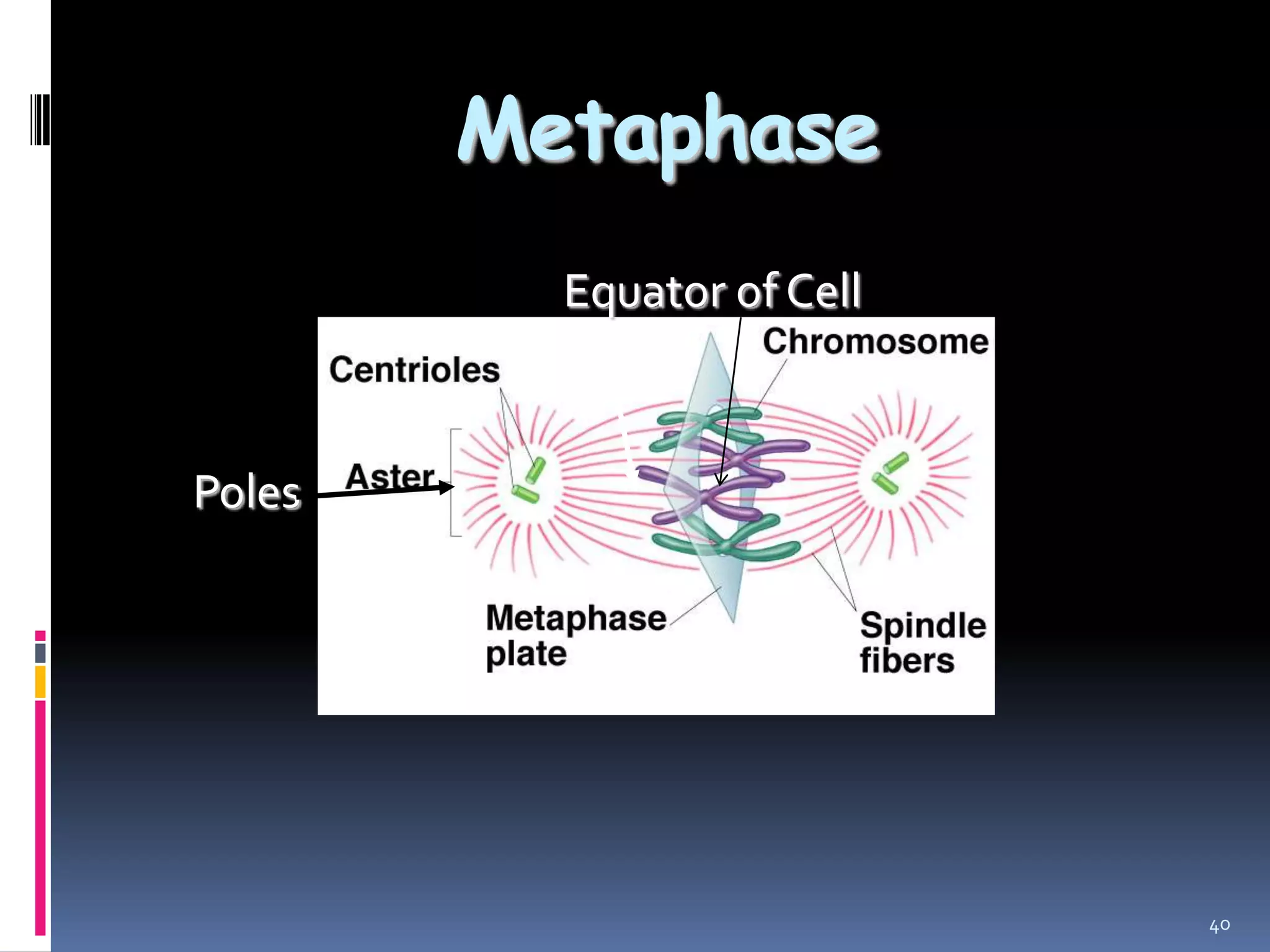 Metaphase
40
Poles
Equator of Cell
 