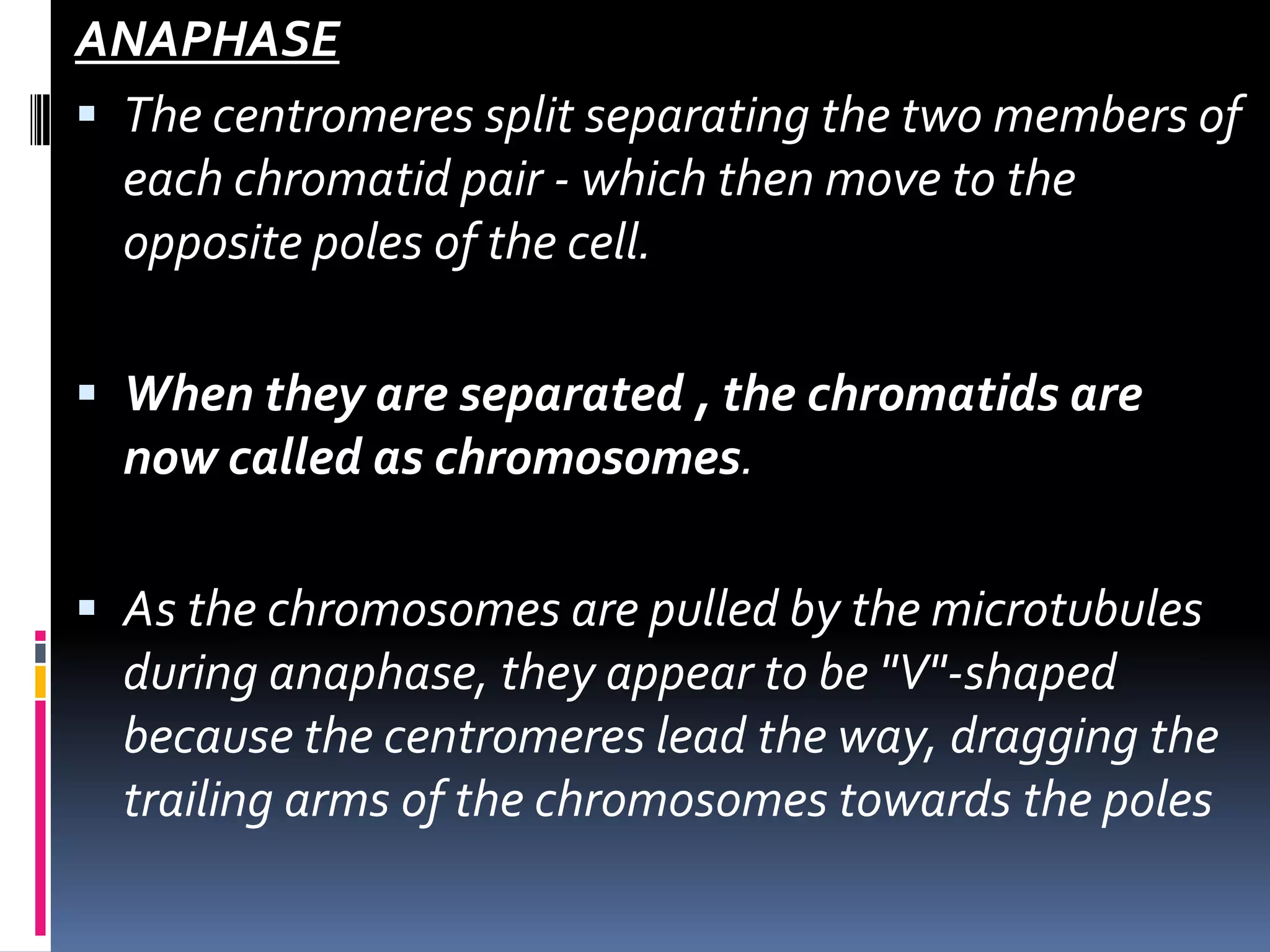 ANAPHASE
 The centromeres split separating the two members of
each chromatid pair - which then move to the
opposite poles of the cell.
 When they are separated , the chromatids are
now called as chromosomes.
 As the chromosomes are pulled by the microtubules
during anaphase, they appear to be "V"-shaped
because the centromeres lead the way, dragging the
trailing arms of the chromosomes towards the poles
 