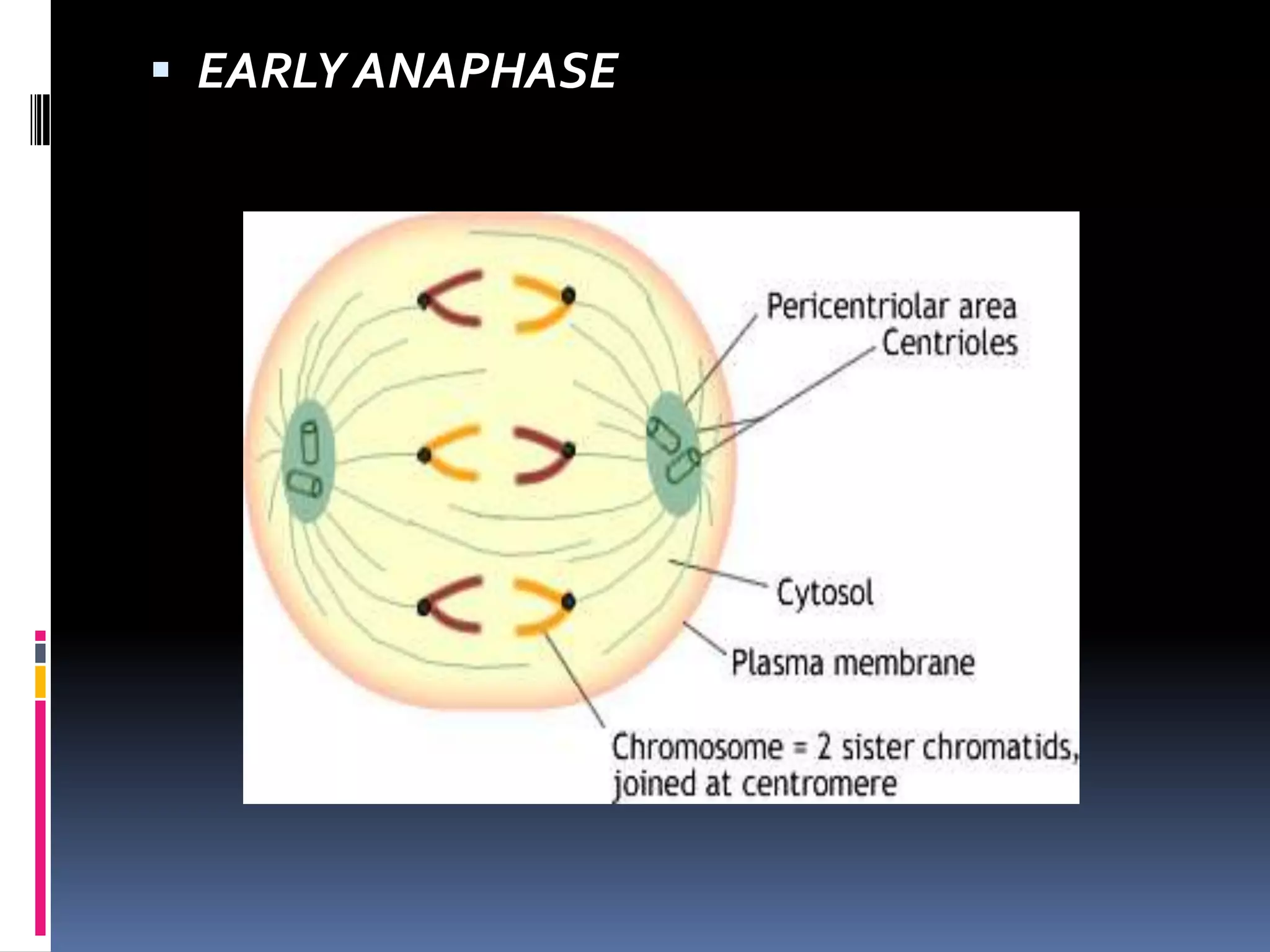  EARLY ANAPHASE
 