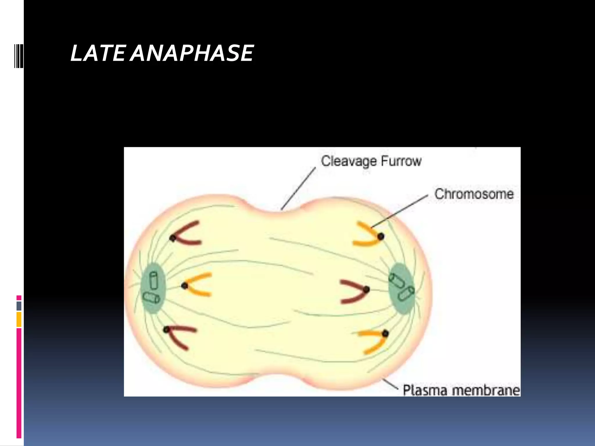 LATE ANAPHASE
 