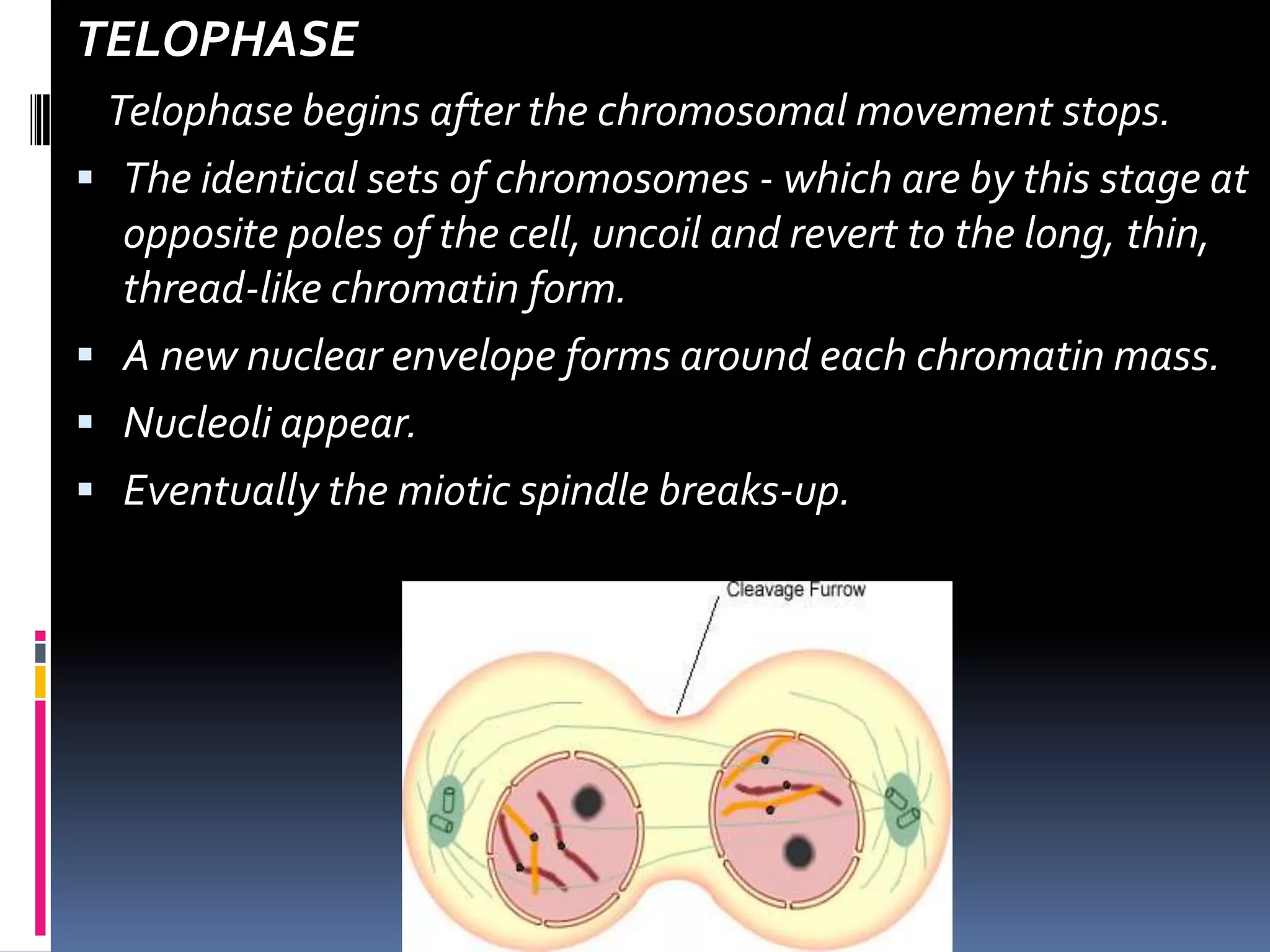 TELOPHASE
Telophase begins after the chromosomal movement stops.
 The identical sets of chromosomes - which are by this stage at
opposite poles of the cell, uncoil and revert to the long, thin,
thread-like chromatin form.
 A new nuclear envelope forms around each chromatin mass.
 Nucleoli appear.
 Eventually the miotic spindle breaks-up.
 