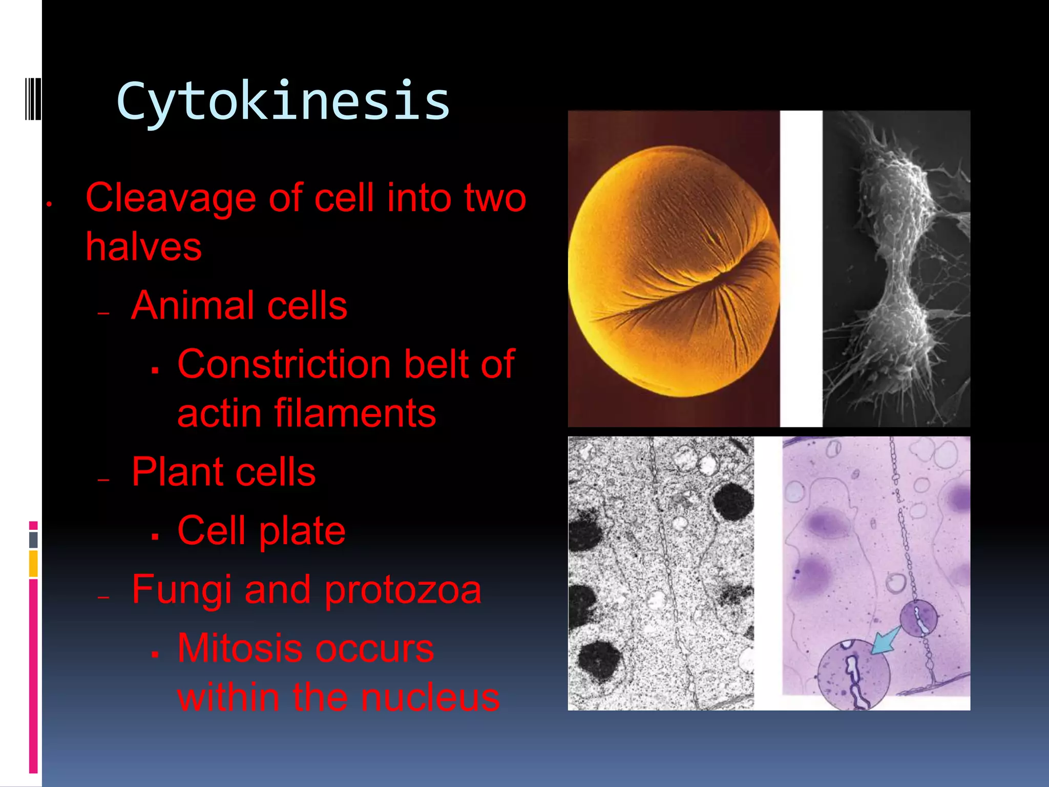 Cytokinesis
• Cleavage of cell into two
halves
– Animal cells
 Constriction belt of
actin filaments
– Plant cells
 Cell plate
– Fungi and protozoa
 Mitosis occurs
within the nucleus
 