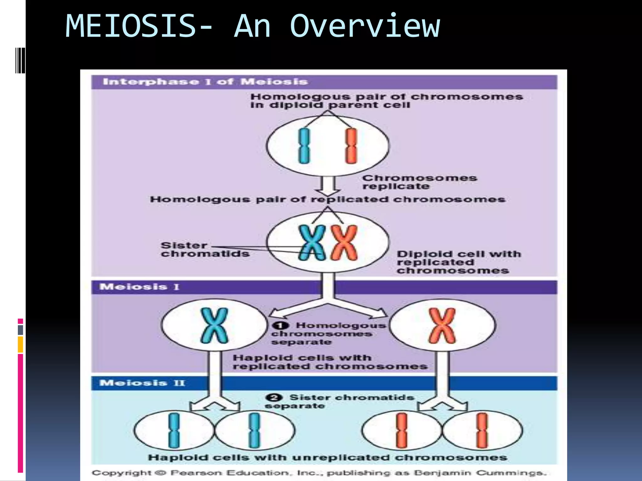 MEIOSIS- An Overview
 