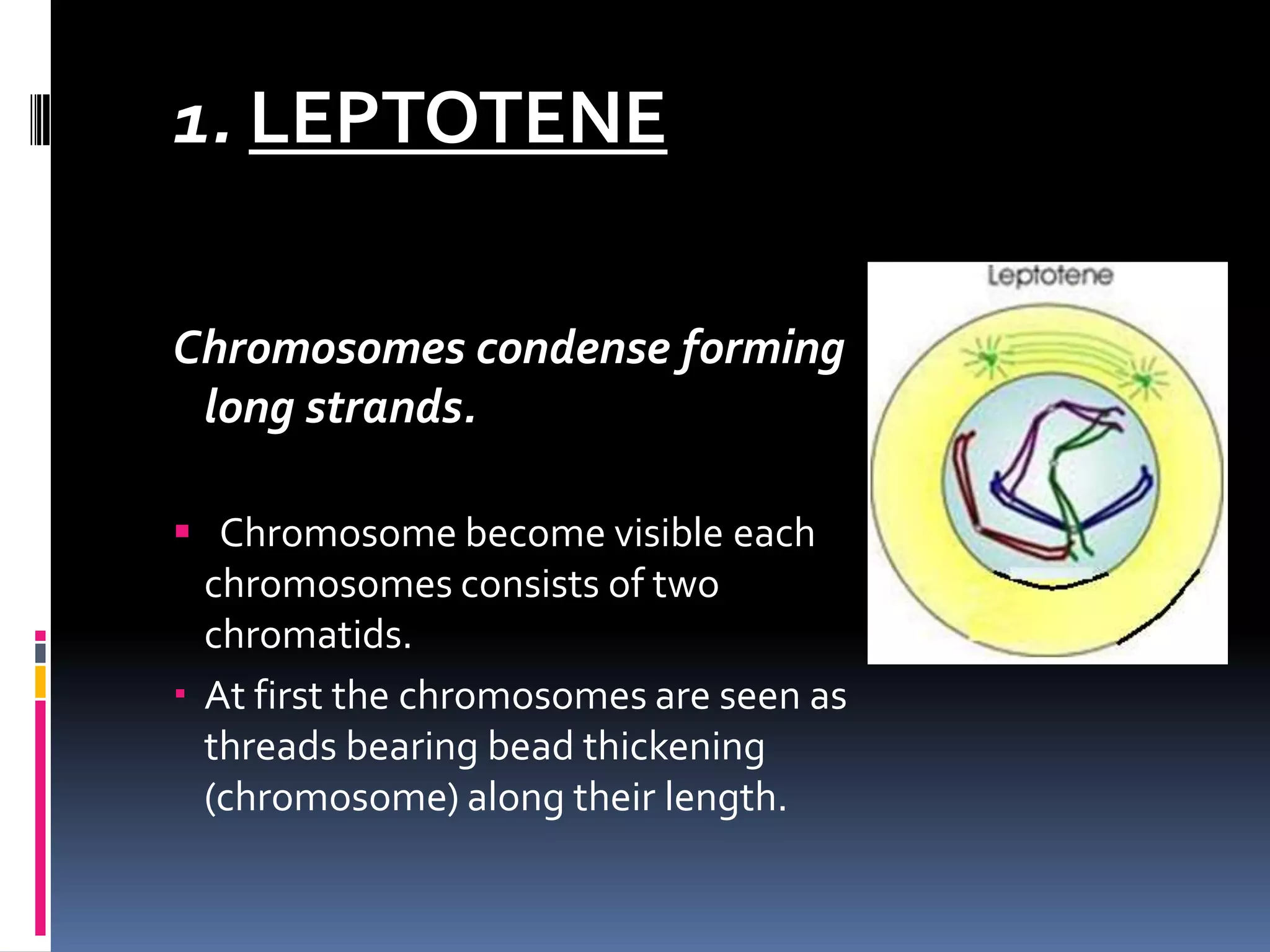 1. LEPTOTENE
Chromosomes condense forming
long strands.
 Chromosome become visible each
chromosomes consists of two
chromatids.
 At first the chromosomes are seen as
threads bearing bead thickening
(chromosome) along their length.
 