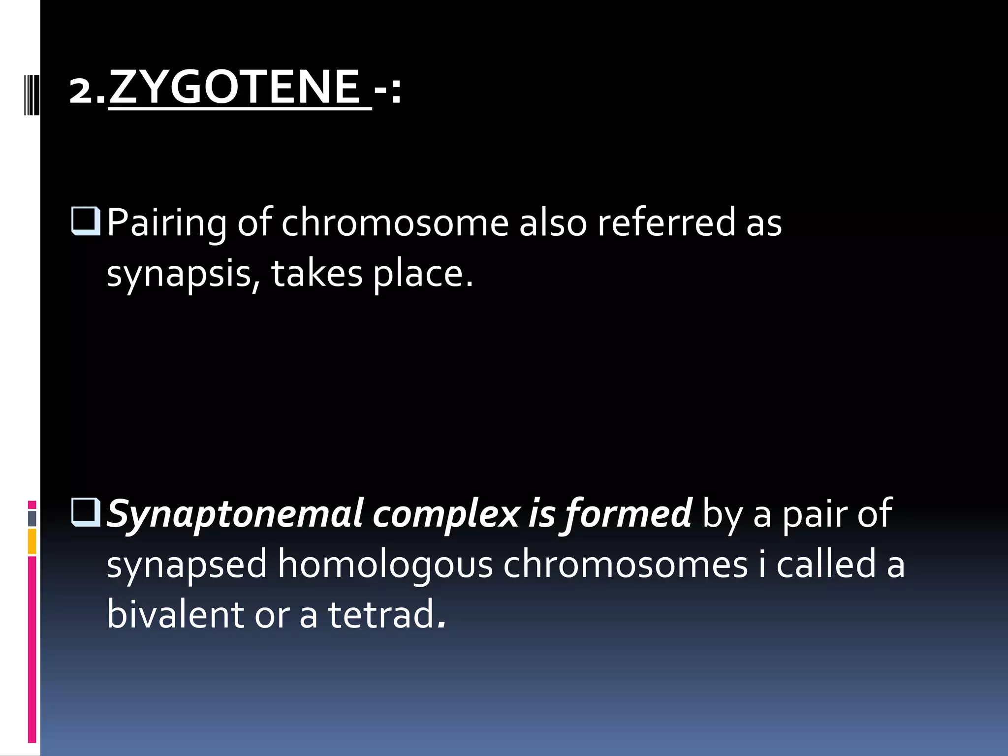 2.ZYGOTENE -:
Pairing of chromosome also referred as
synapsis, takes place.
Synaptonemal complex is formed by a pair of
synapsed homologous chromosomes i called a
bivalent or a tetrad.
 