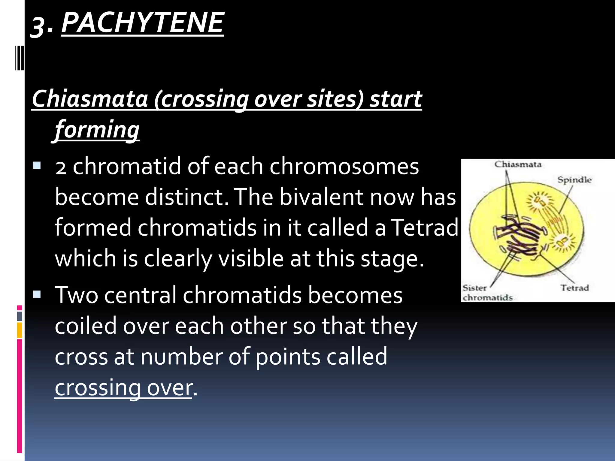3. PACHYTENE
Chiasmata (crossing over sites) start
forming
 2 chromatid of each chromosomes
become distinct.The bivalent now has
formed chromatids in it called aTetrad
which is clearly visible at this stage.
 Two central chromatids becomes
coiled over each other so that they
cross at number of points called
crossing over.
 