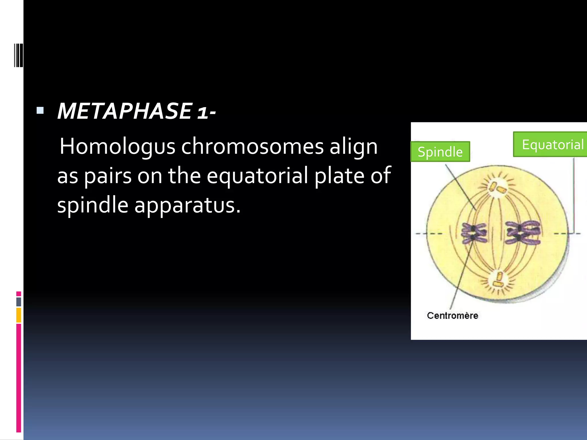  METAPHASE 1-
Homologus chromosomes align
as pairs on the equatorial plate of
spindle apparatus.
Spindle Equatorial
 