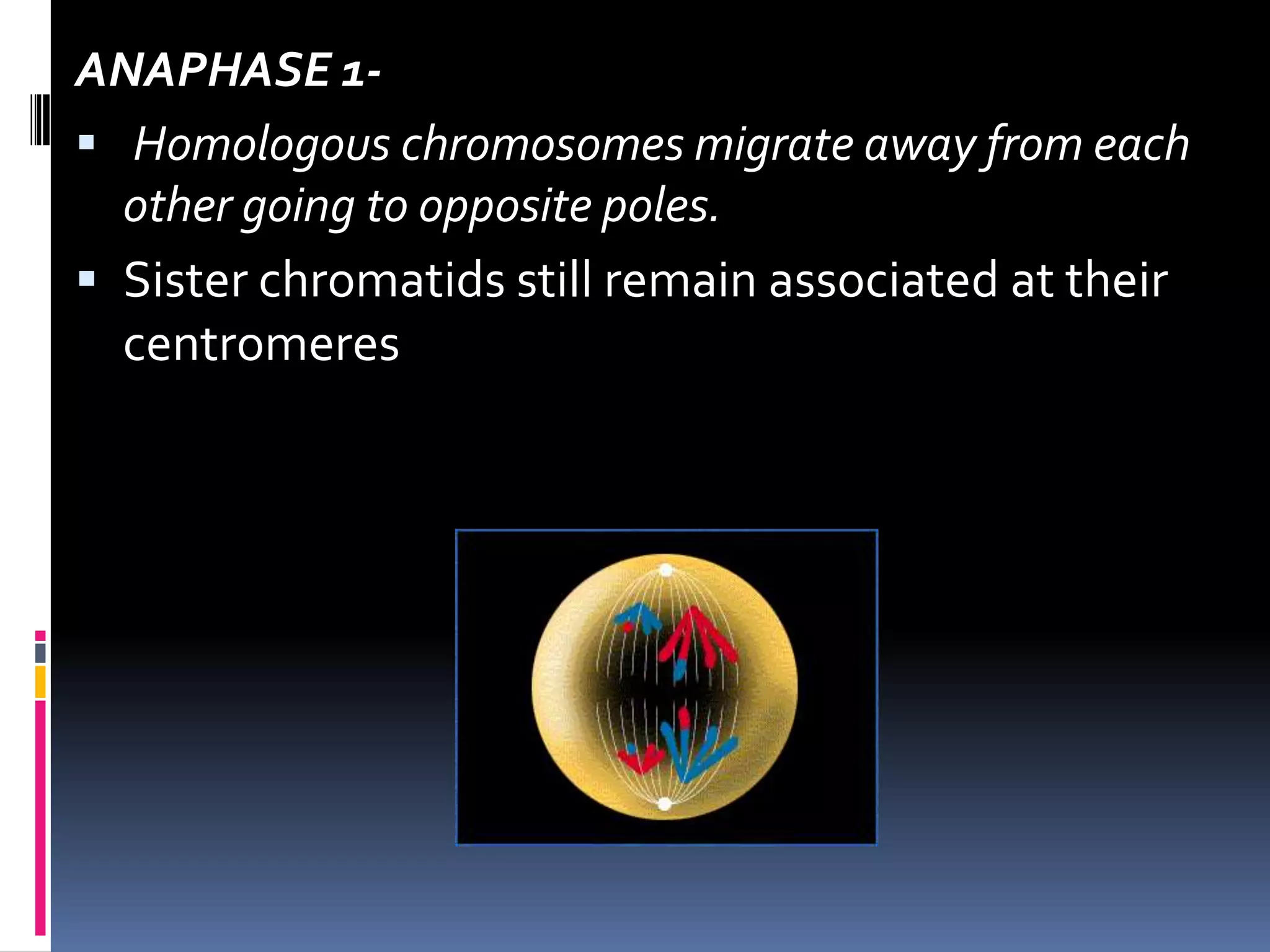 ANAPHASE 1-
 Homologous chromosomes migrate away from each
other going to opposite poles.
 Sister chromatids still remain associated at their
centromeres
 