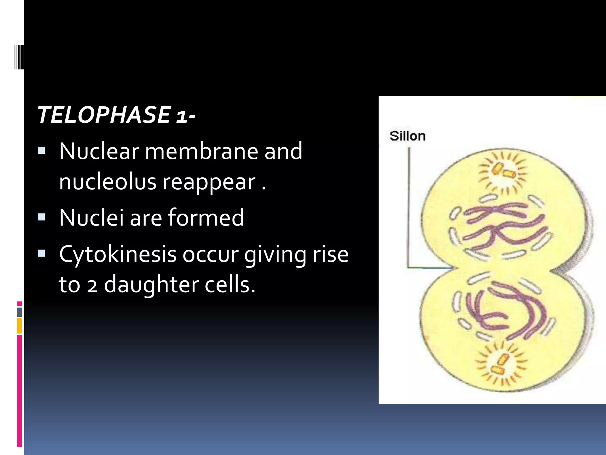 TELOPHASE 1-
 Nuclear membrane and
nucleolus reappear .
 Nuclei are formed
 Cytokinesis occur giving rise
to 2 daughter cells.
 