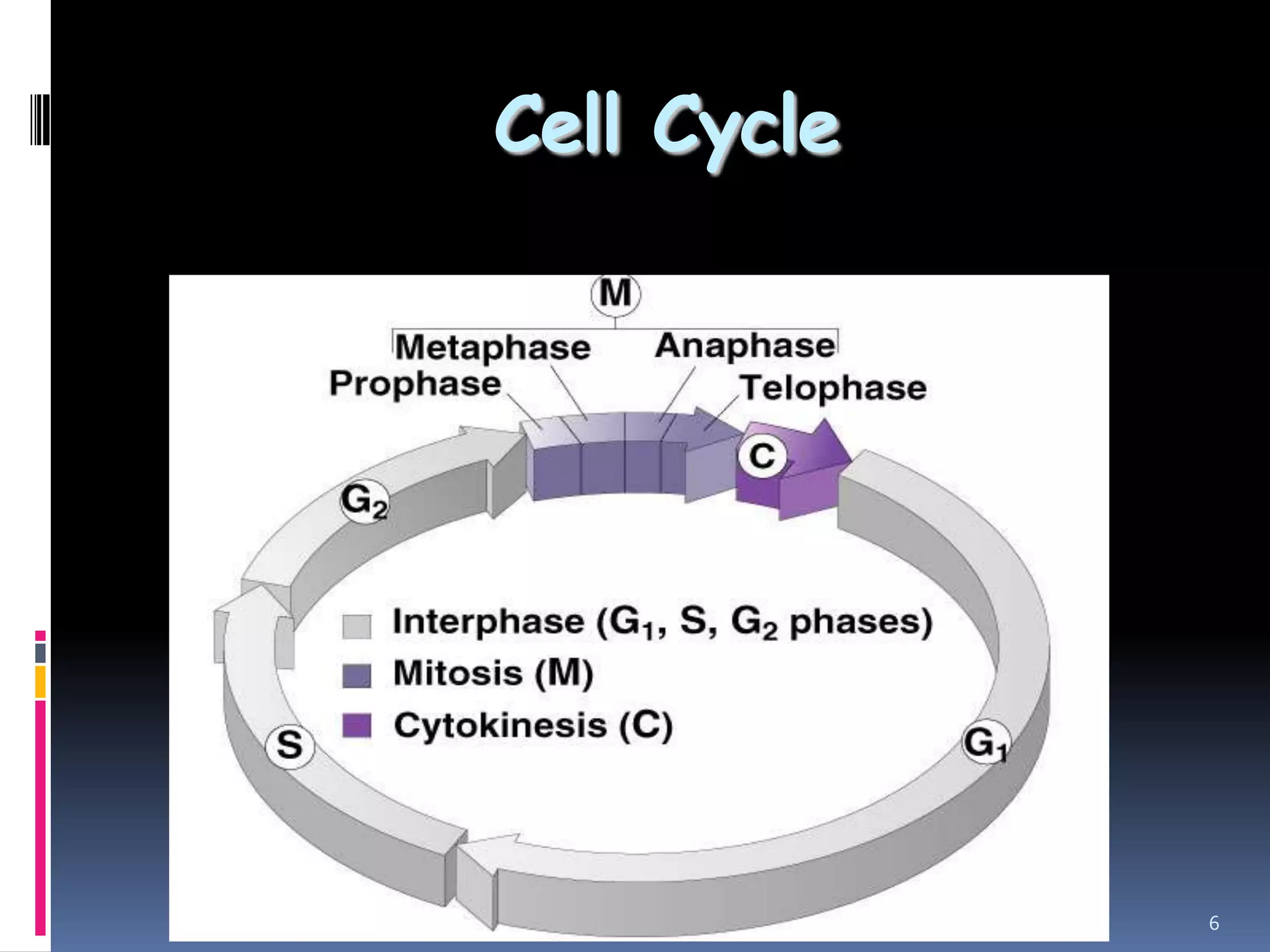 Cell Cycle
6
 