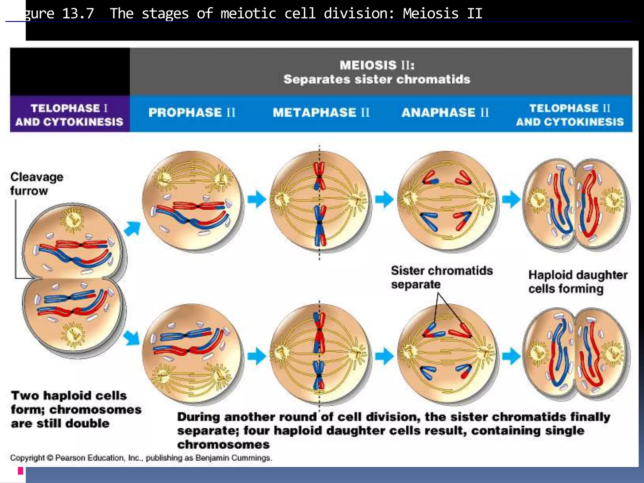 Figure 13.7 The stages of meiotic cell division: Meiosis II
 
