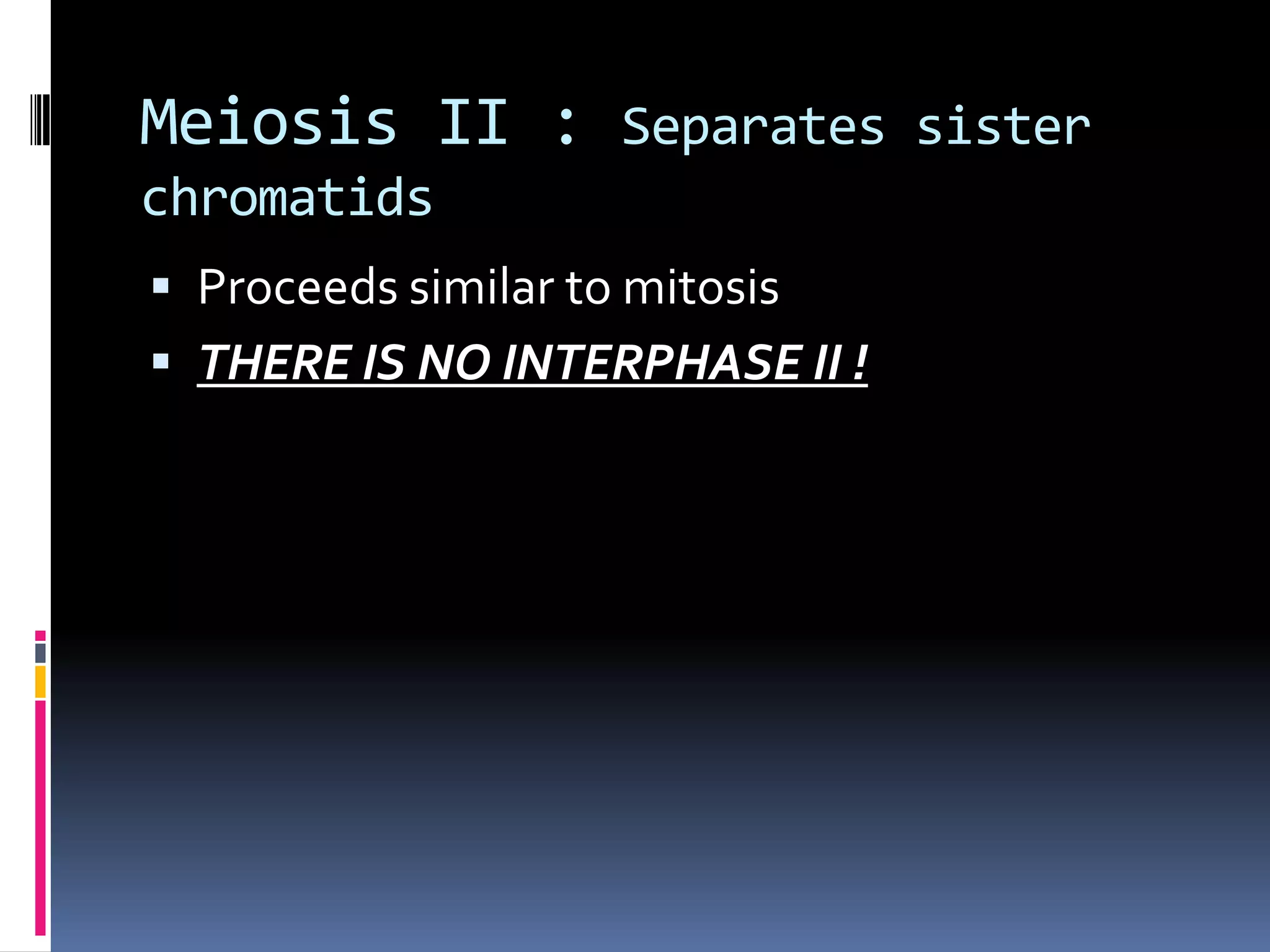 Meiosis II : Separates sister
chromatids
 Proceeds similar to mitosis
 THERE IS NO INTERPHASE II !
 