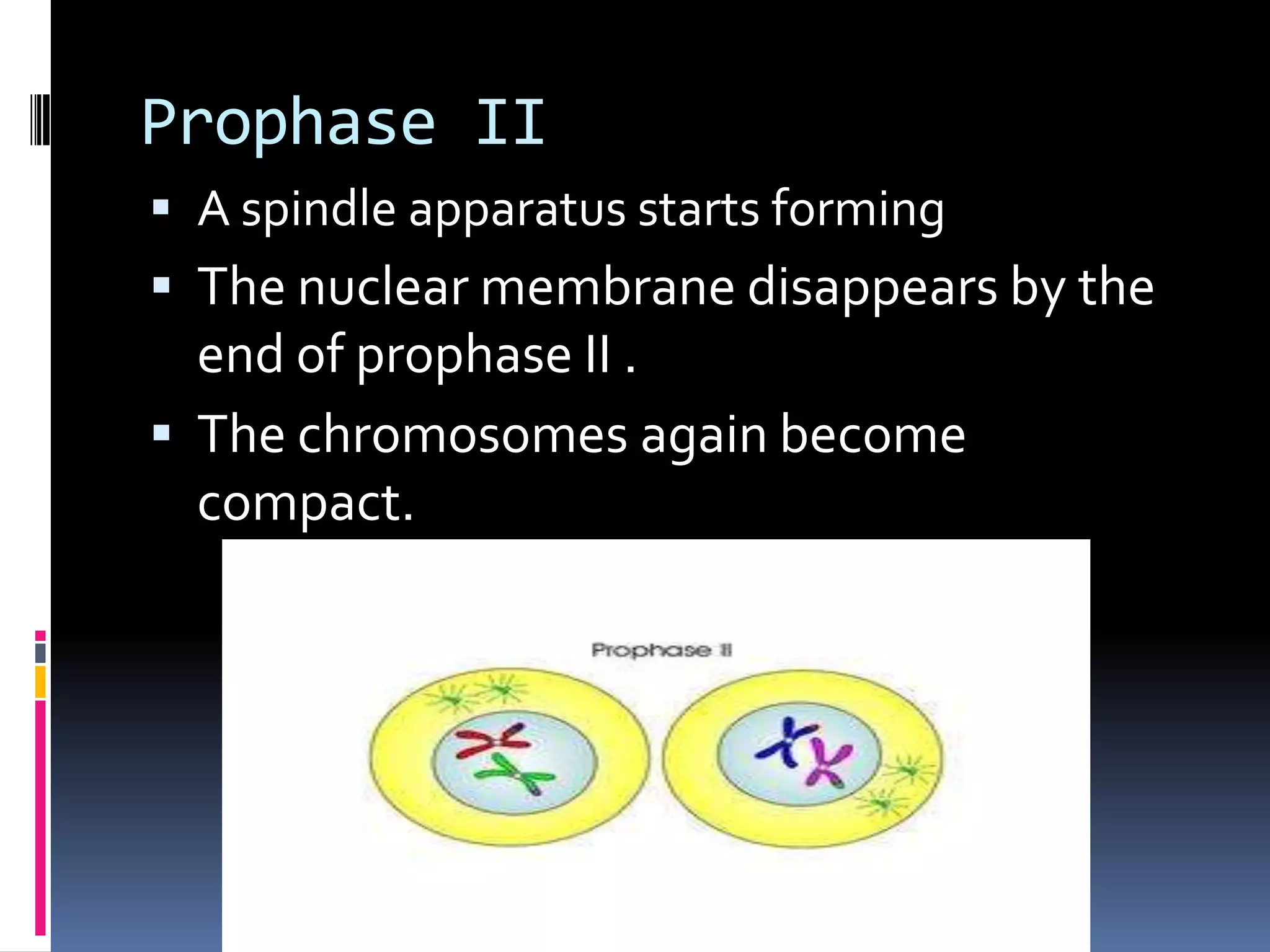 Prophase II
 A spindle apparatus starts forming
 The nuclear membrane disappears by the
end of prophase II .
 The chromosomes again become
compact.
 