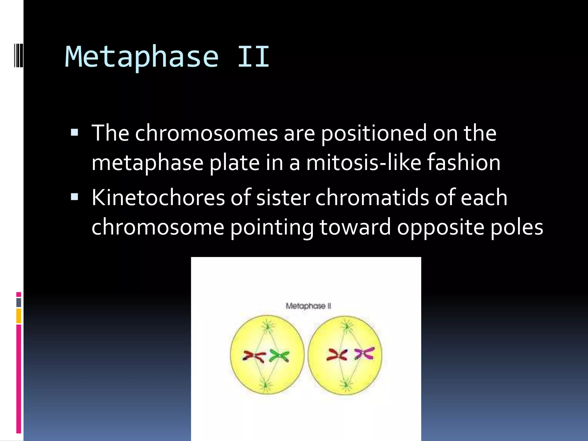 Metaphase II
 The chromosomes are positioned on the
metaphase plate in a mitosis-like fashion
 Kinetochores of sister chromatids of each
chromosome pointing toward opposite poles
 