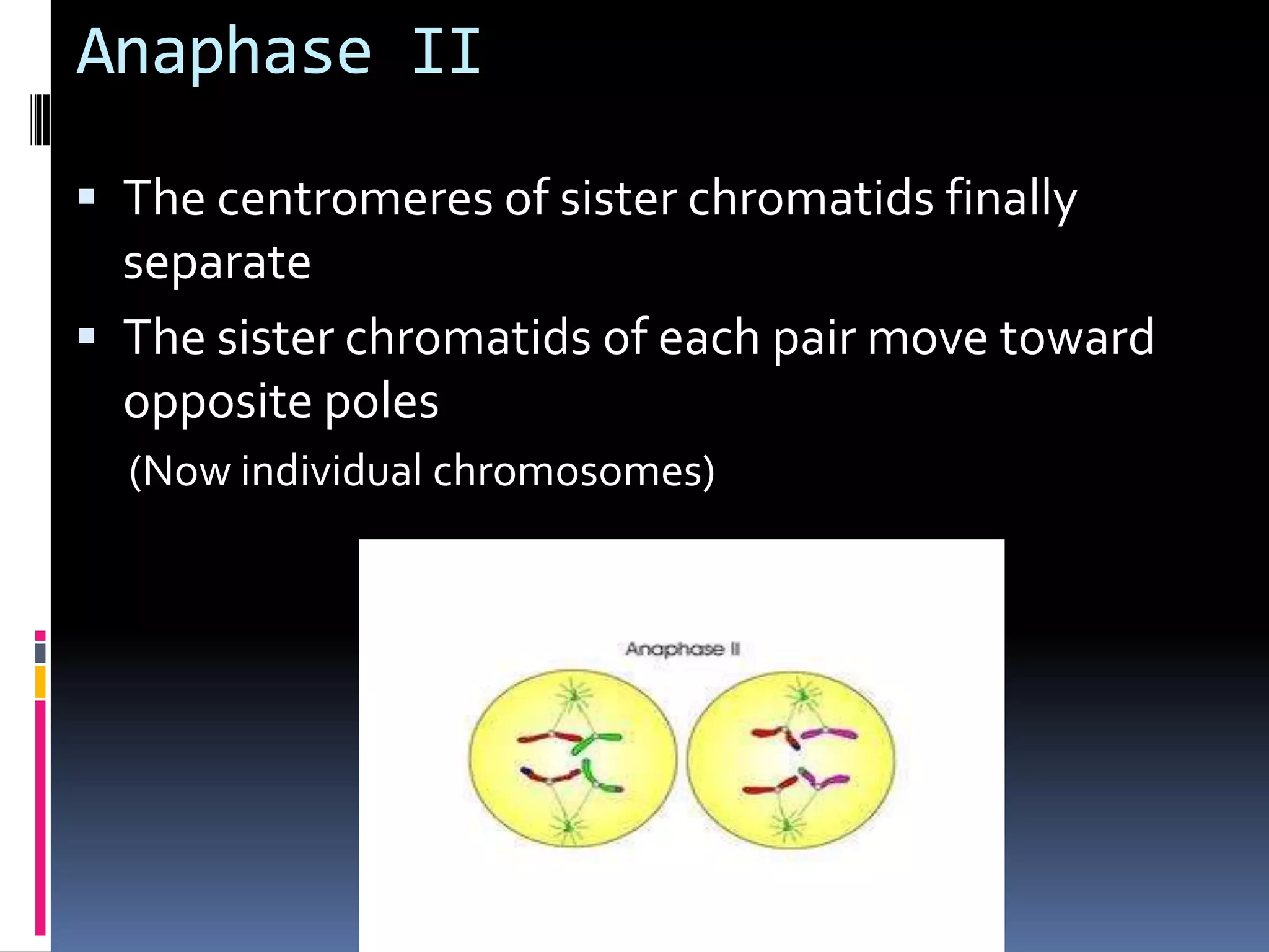 Anaphase II
 The centromeres of sister chromatids finally
separate
 The sister chromatids of each pair move toward
opposite poles
(Now individual chromosomes)
 