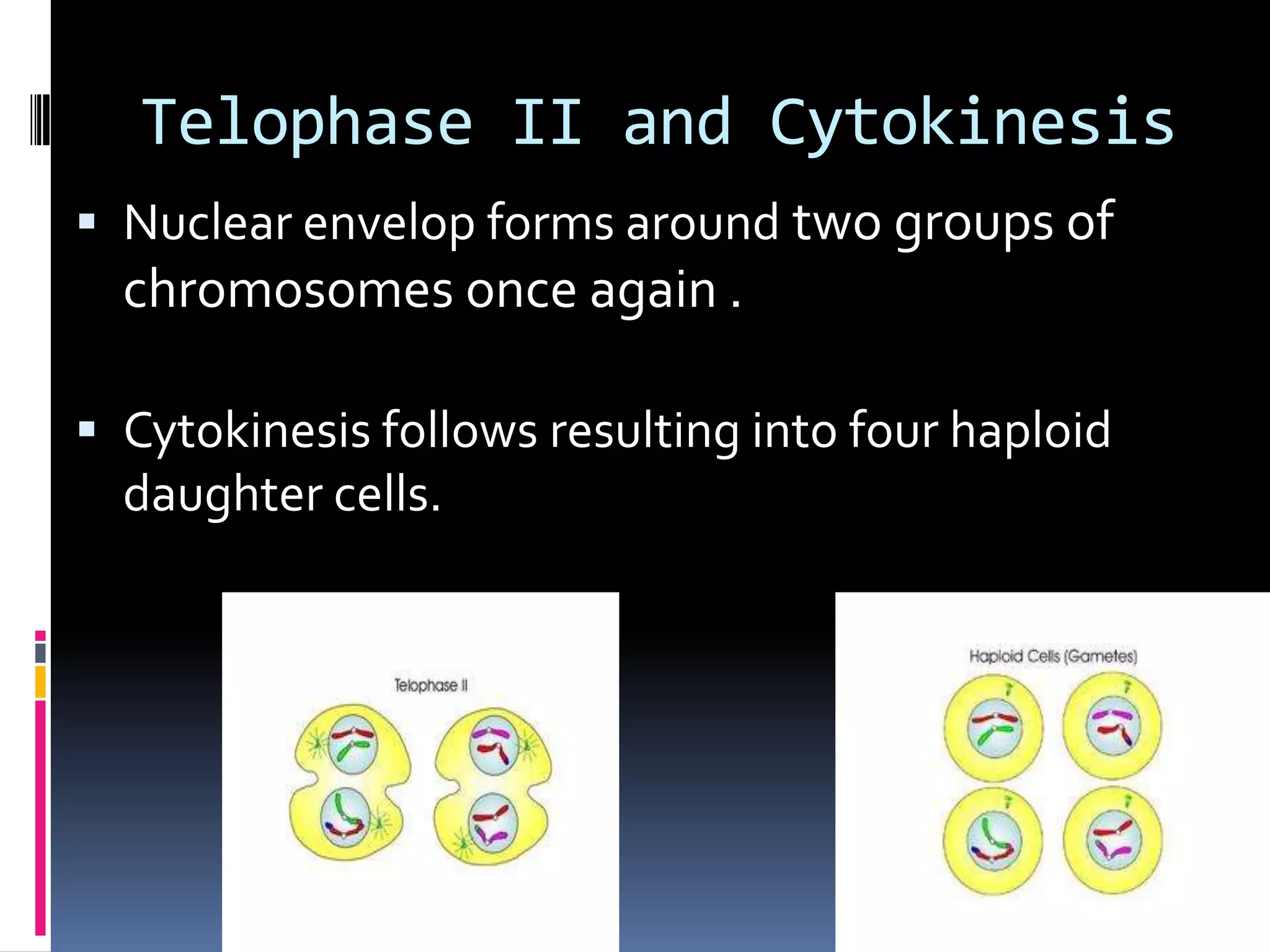 Telophase II and Cytokinesis
 Nuclear envelop forms around two groups of
chromosomes once again .
 Cytokinesis follows resulting into four haploid
daughter cells.
Haploid cells (n)
 