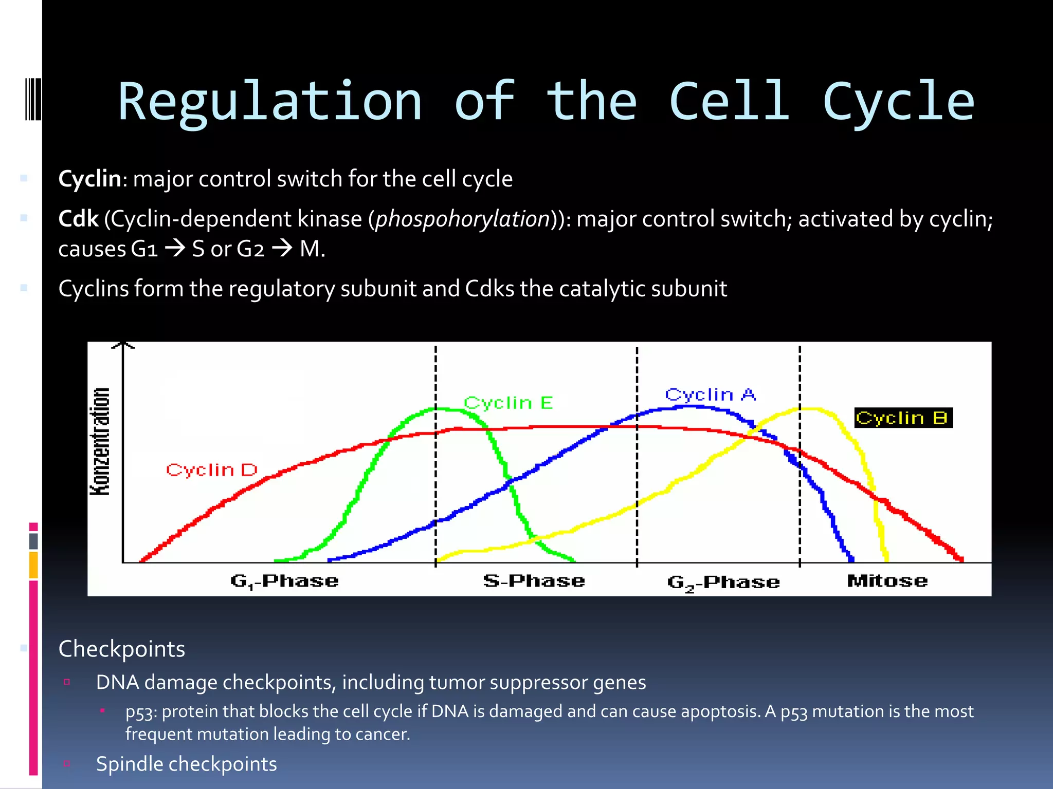 Regulation of the Cell Cycle
 Cyclin: major control switch for the cell cycle
 Cdk (Cyclin-dependent kinase (phospohorylation)): major control switch; activated by cyclin;
causesG1  S or G2  M.
 Cyclins form the regulatory subunit and Cdks the catalytic subunit
 Checkpoints
 DNA damage checkpoints, including tumor suppressor genes
 p53: protein that blocks the cell cycle if DNA is damaged and can cause apoptosis.A p53 mutation is the most
frequent mutation leading to cancer.
 Spindle checkpoints
 