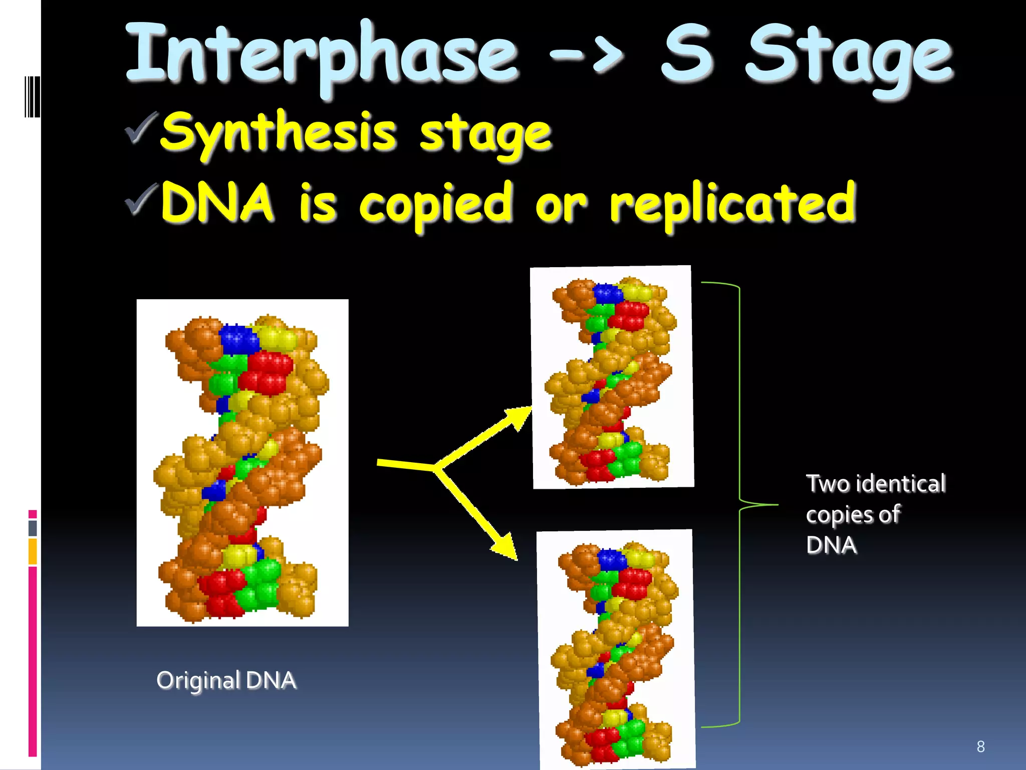 Interphase –> S Stage
Synthesis stage
DNA is copied or replicated
8
Two identical
copies of
DNA
Original DNA
 