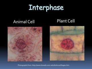 Interphase
Animal Cell Plant Cell
Photographs from: http://www.bioweb.uncc.edu/biol1110/Stages.htm
 