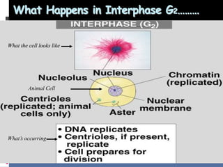 What Happens in Interphase G2………
11
What the cell looks like
Animal Cell
What’s occurring
 