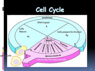 Cell Cycle
12
ughter Cells
DNA Copied
Cells
Mature Cells prepare for Division
Cell Divides into Identical cells
 