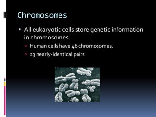 Chromosomes
 All eukaryotic cells store genetic information
in chromosomes.
 Human cells have 46 chromosomes.
 23 nearly-identical pairs
 