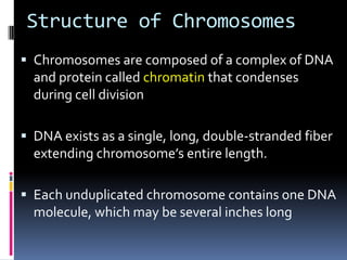Structure of Chromosomes
 Chromosomes are composed of a complex of DNA
and protein called chromatin that condenses
during cell division
 DNA exists as a single, long, double-stranded fiber
extending chromosome’s entire length.
 Each unduplicated chromosome contains one DNA
molecule, which may be several inches long
 